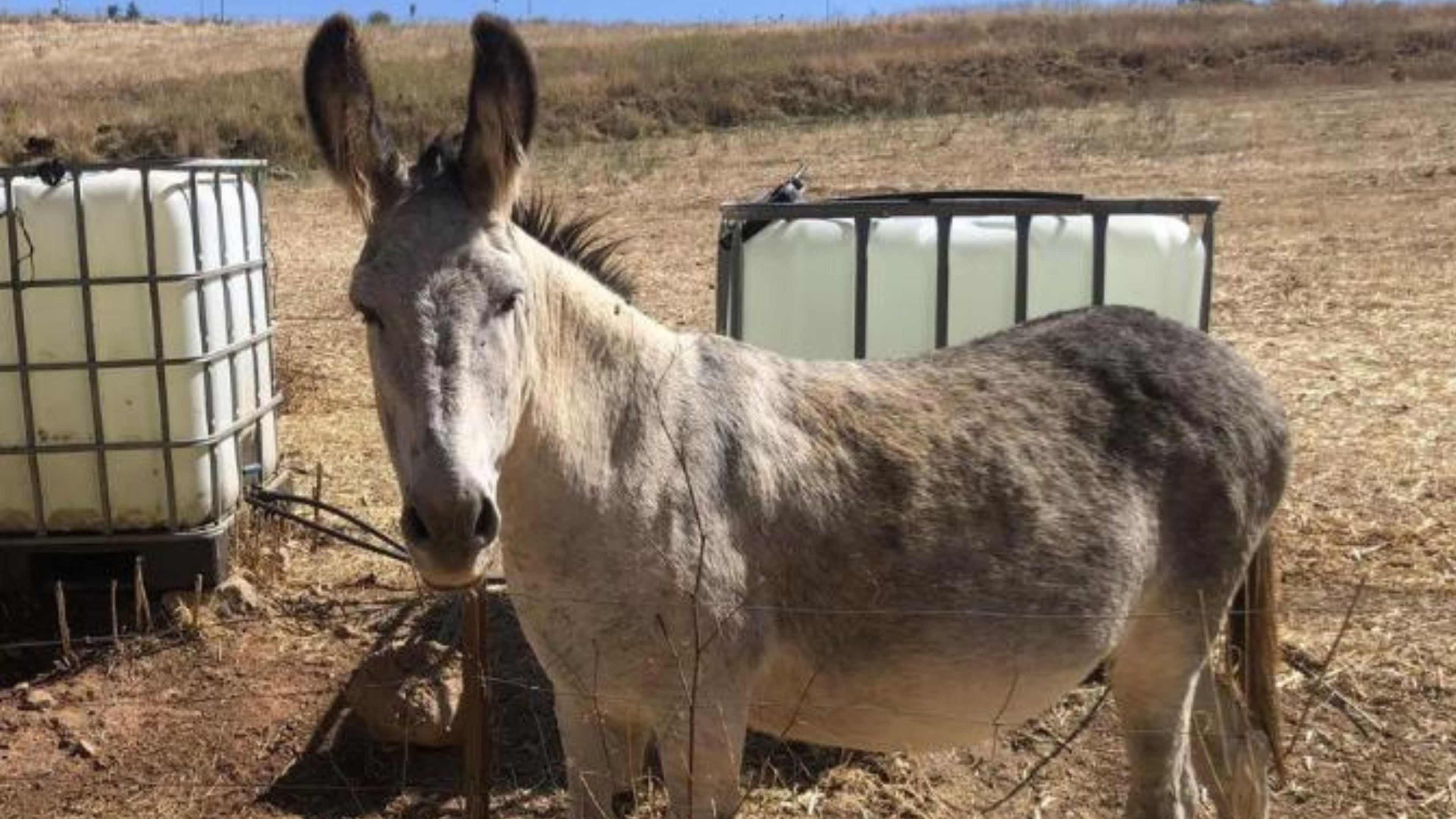 Encuentran a Espinete, el burro que se hizo viral por su desaparición en Cáceres
