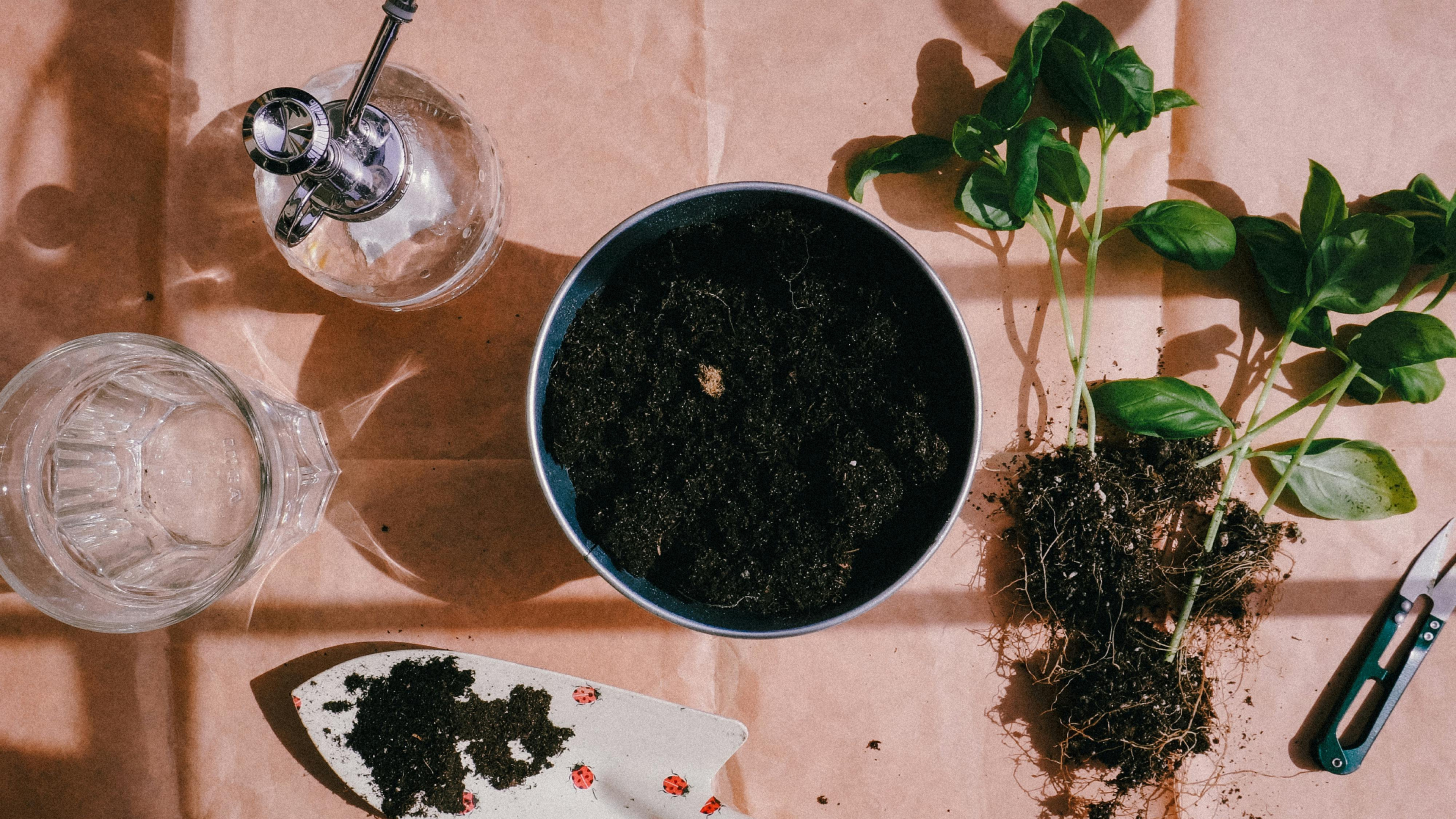 Cómo retirar una planta de otra sin poner en riesgo su supervivencia