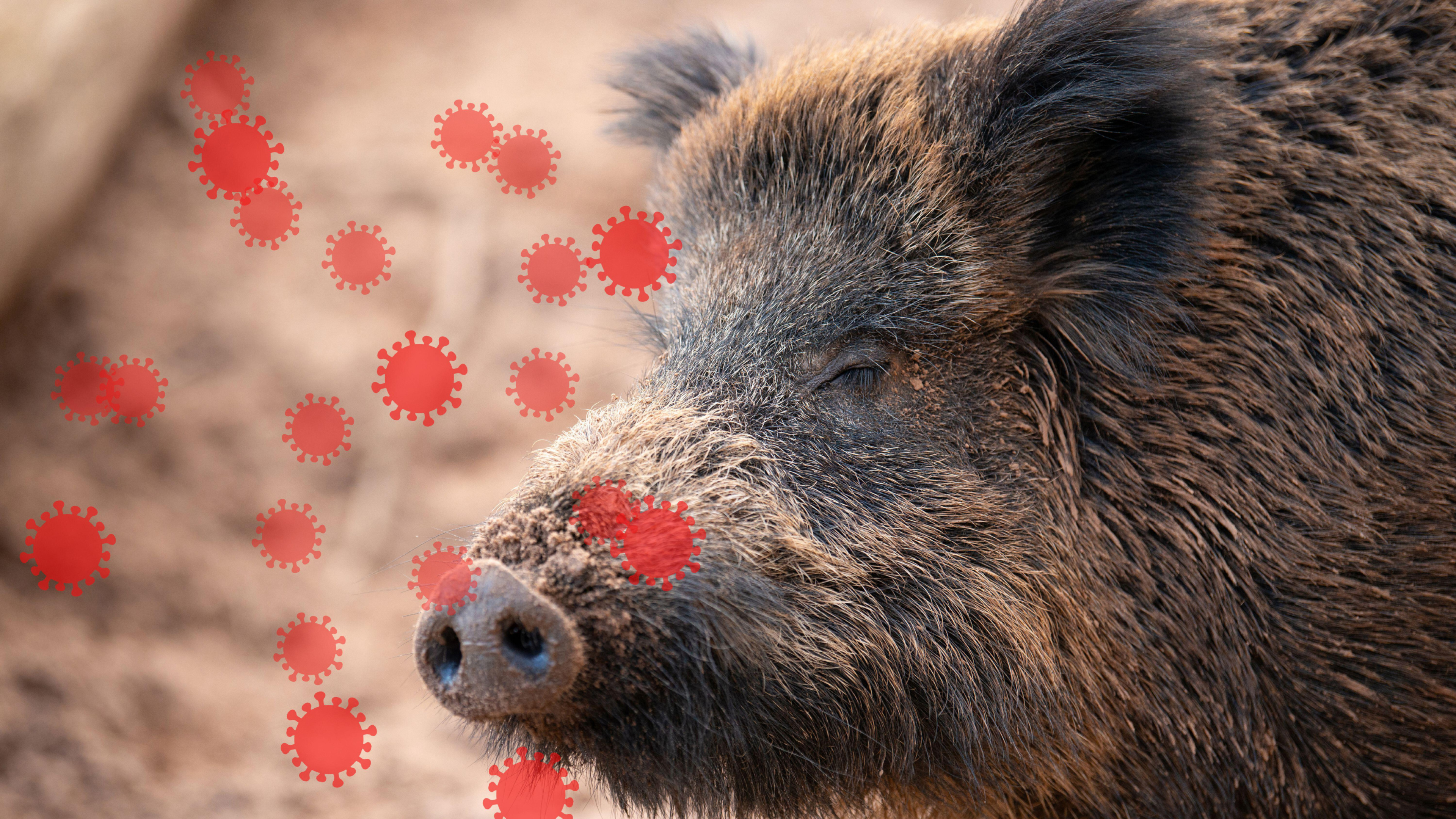 Tres meses después del brote de peste porcina, el origen del virus sigue sin aclararse: "Hay muchos focos y eso es lo que lo hace muy difícil"