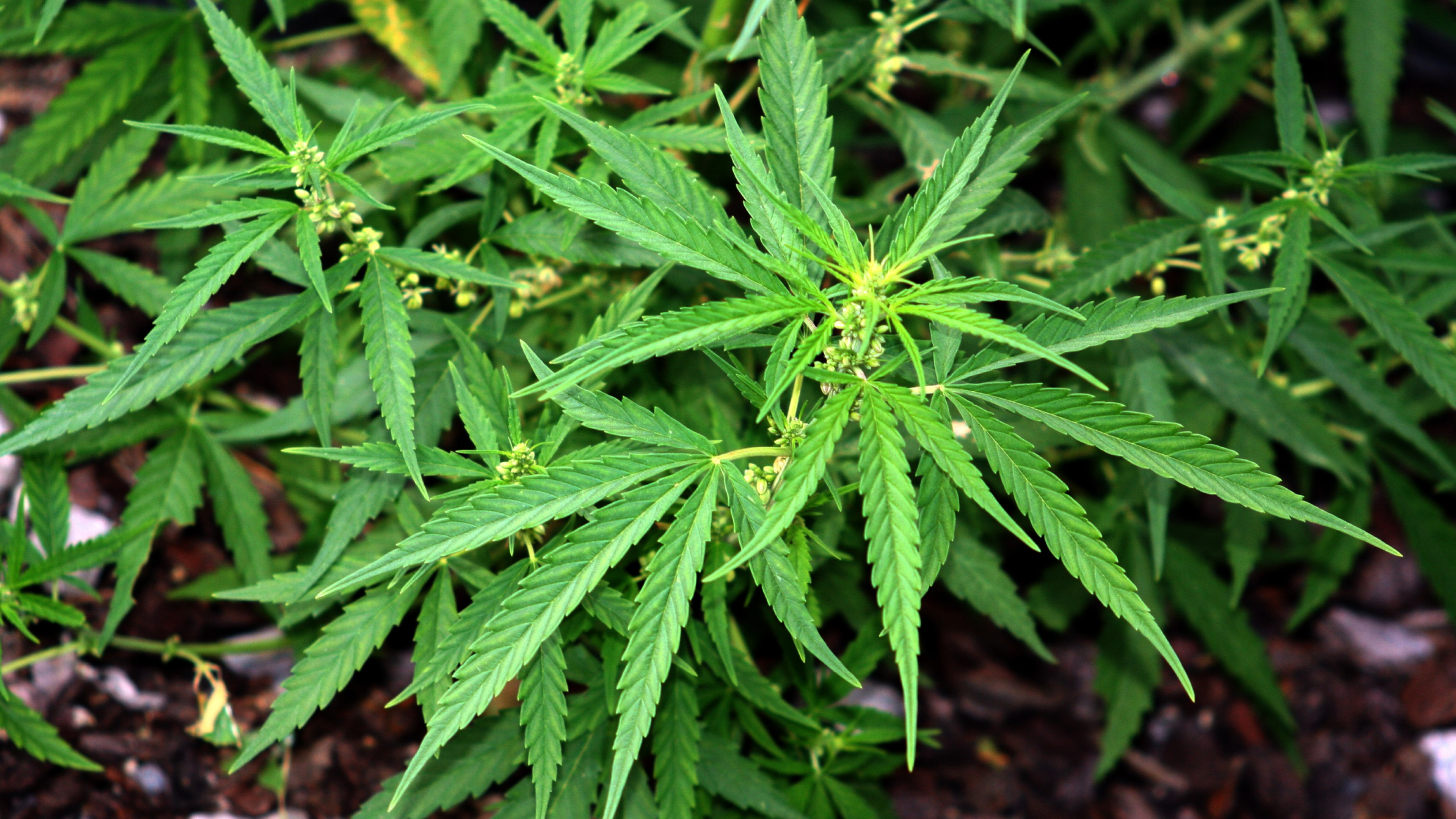 Jóvenes integrados y con estudios: el perfil del consumidor de drogas en Castilla y León que rompe los mitos