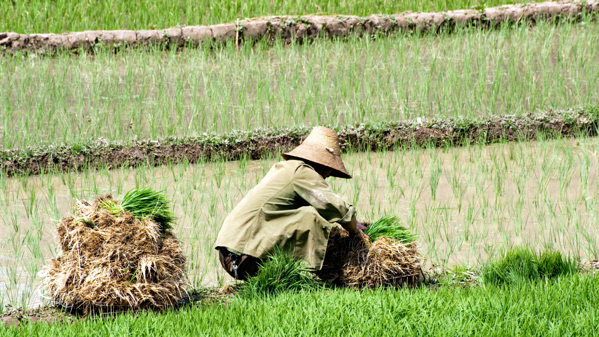 El arroz extremeño, al límite: la pasada cosecha sigue en el