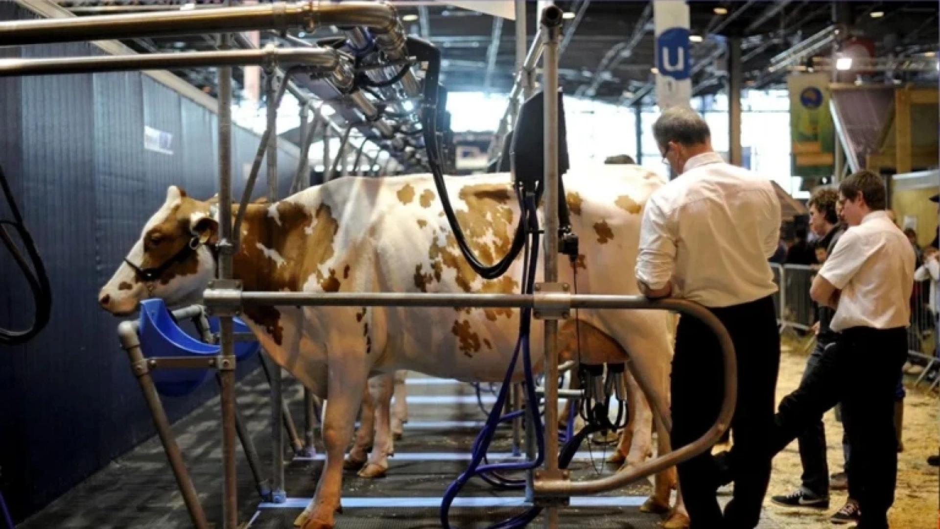 La asfixia del sector lácteo en Castilla y León: la industria impone precios que fuerzan el cierre de granjas