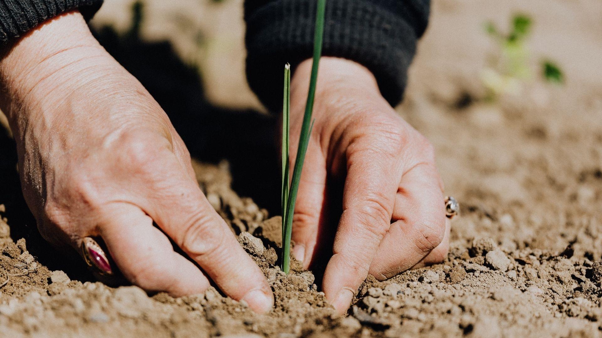 Galicia estrena su primera biblioteca de semillas en Mañón para recuperar las variedades tradicionales