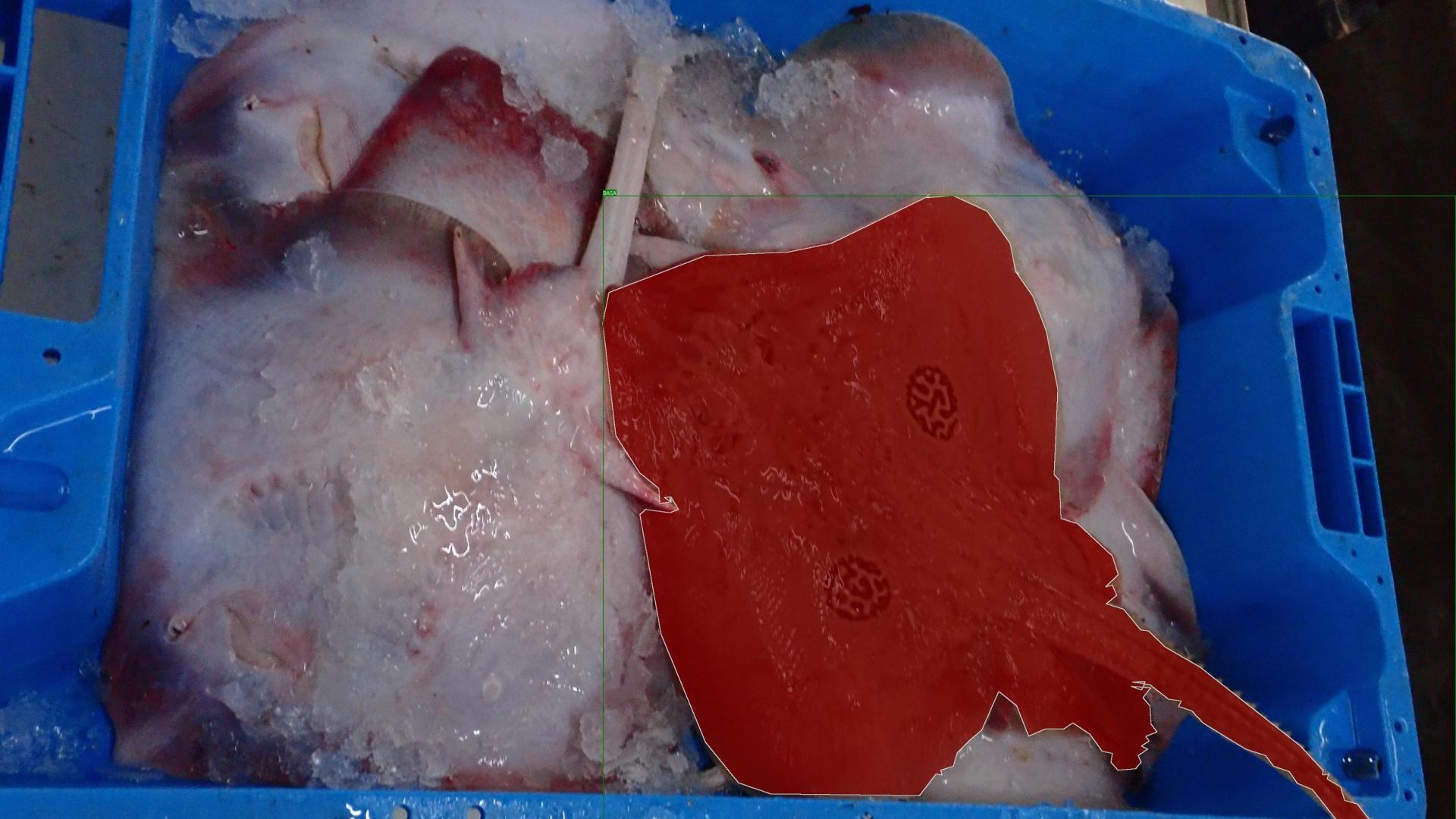 Un proyecto analiza la presencia de tiburones y rayas en Alicante