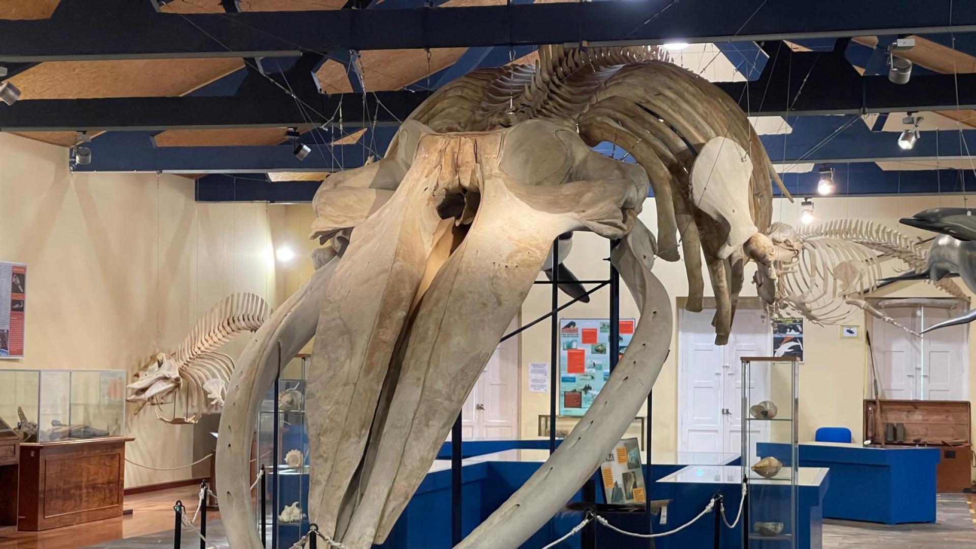 El Museo de Historia Natural de Ferrol organiza visitas guiadas gratuitas por Semana Santa