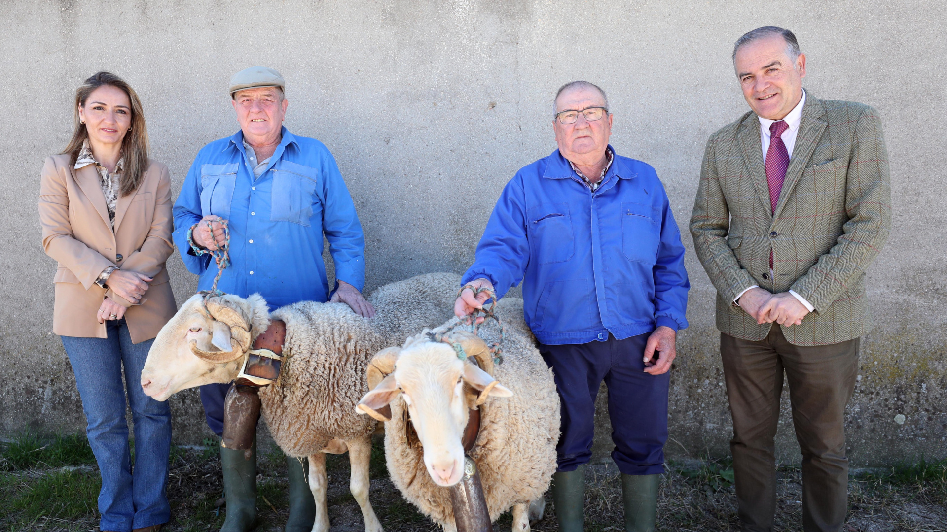 Blanco y Pajarito ya están listos: los carneros de las Mondas de Talavera se preparan para su gran día
