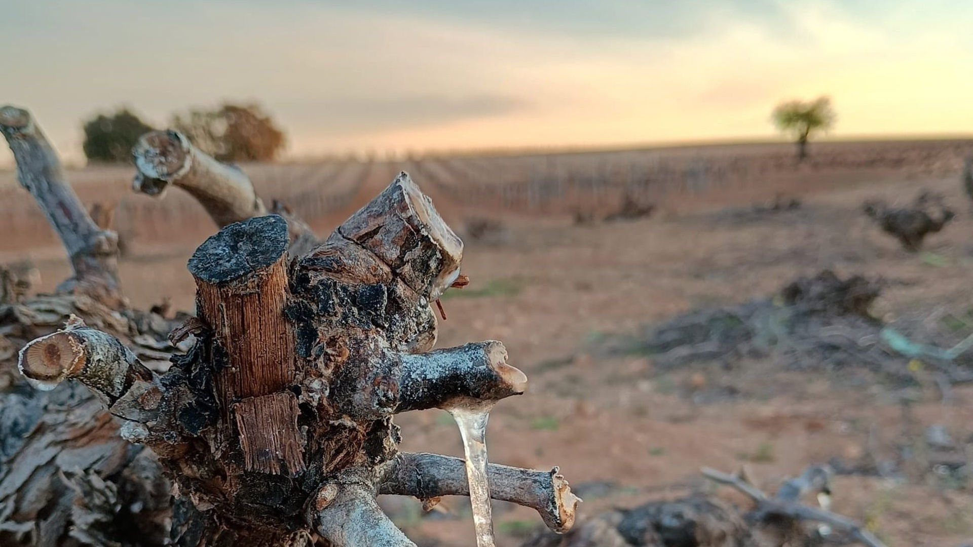 Una helada severa amenaza el viñedo y los almendros en La Mancha: 