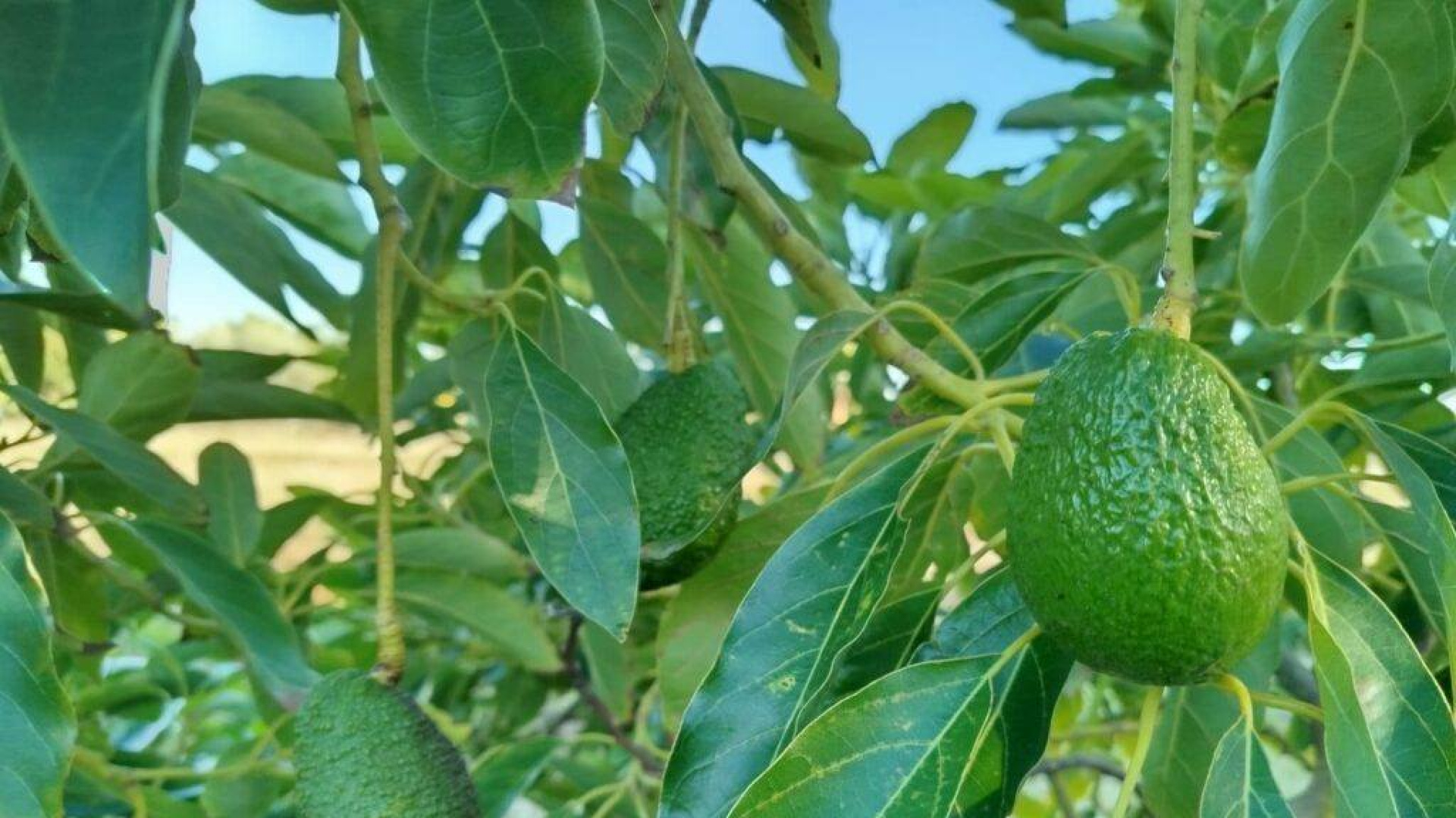 El aguacate se consolida en Castellón como alternativa a los cítricos