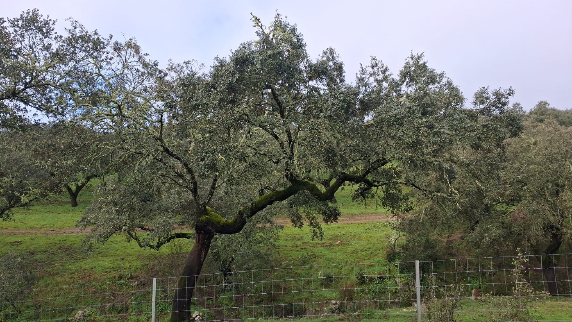 La lucha contra la seca de la encina avanza con una planta de 2.000 metros en Jerez de los Caballeros
