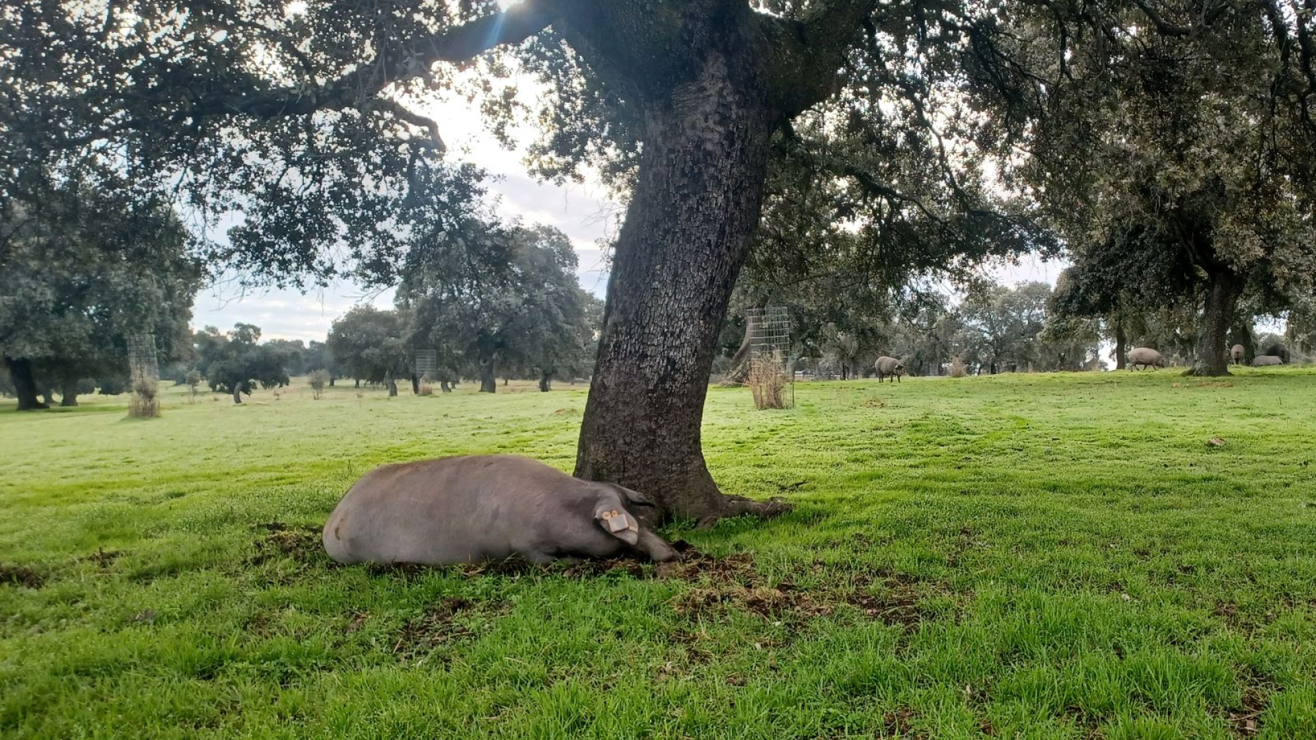 La tecnología desvela la buena vida del cerdo ibérico: 10 kilómetros al día y 14 horas de descanso