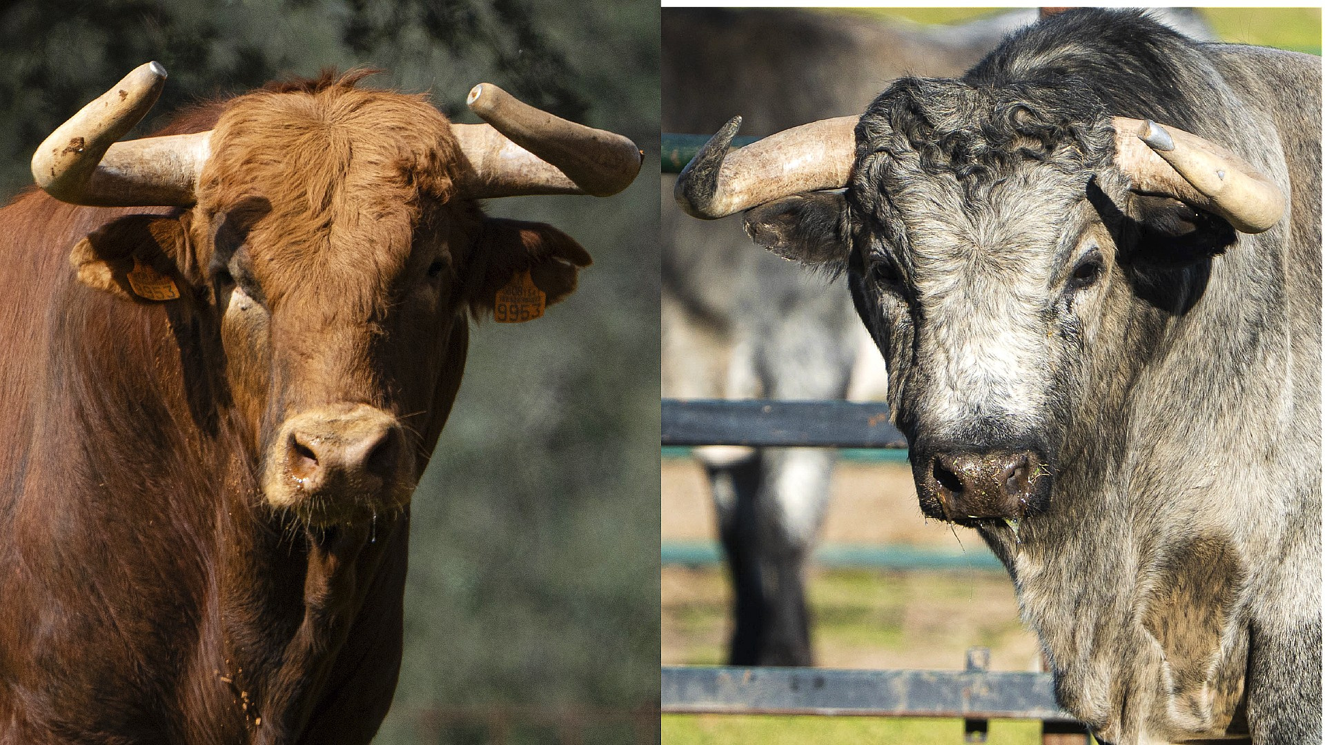 Pedraza de Yeltes y Flor de Jara, duelo de encastes en una nueva clasificatoria de la Copa Chenel