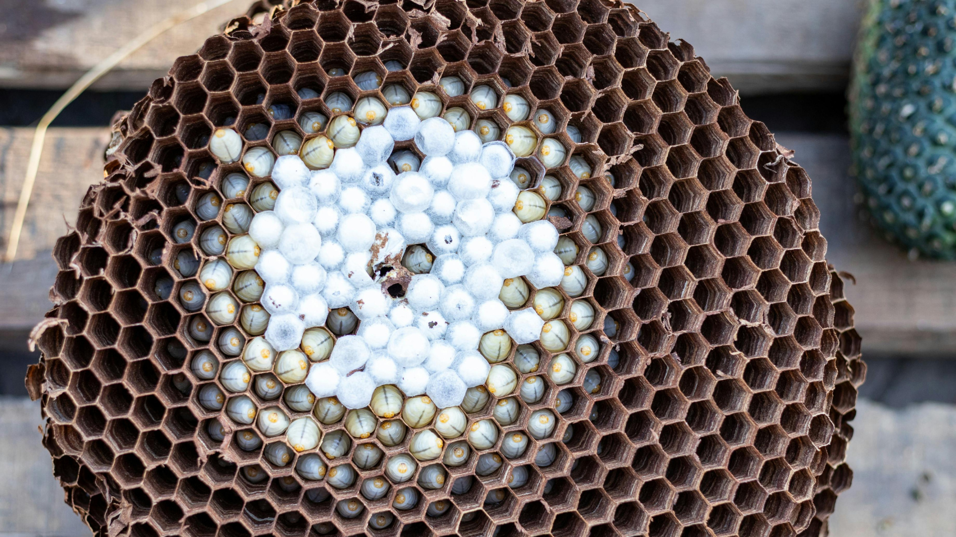 ¿Te encuentras un nido de abejas en casa? Esto es lo primero que debes hacer