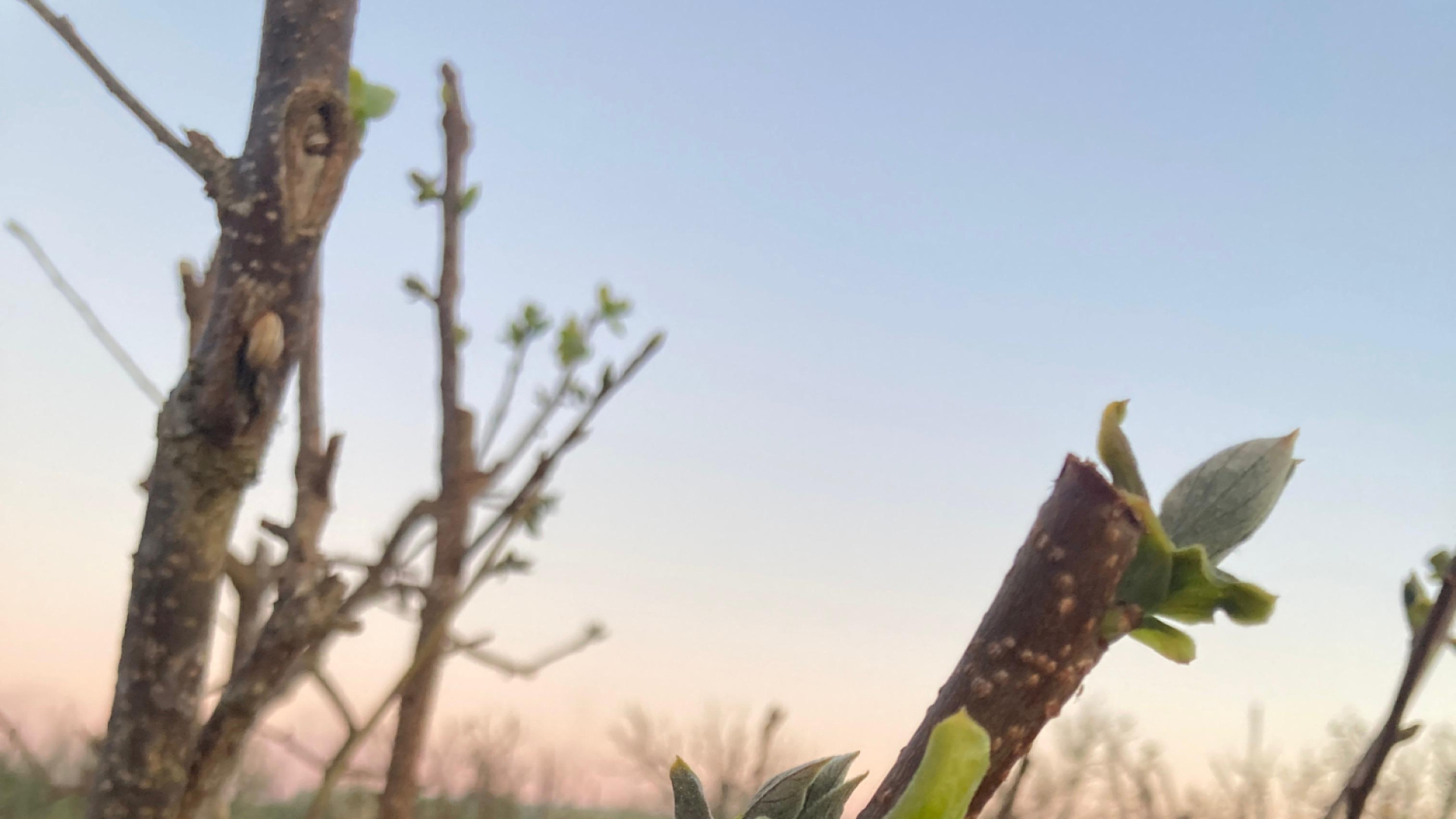 4 millones de euros en pérdidas por las últimas heladas en el campo valenciano: zonas y cultivos afectados
