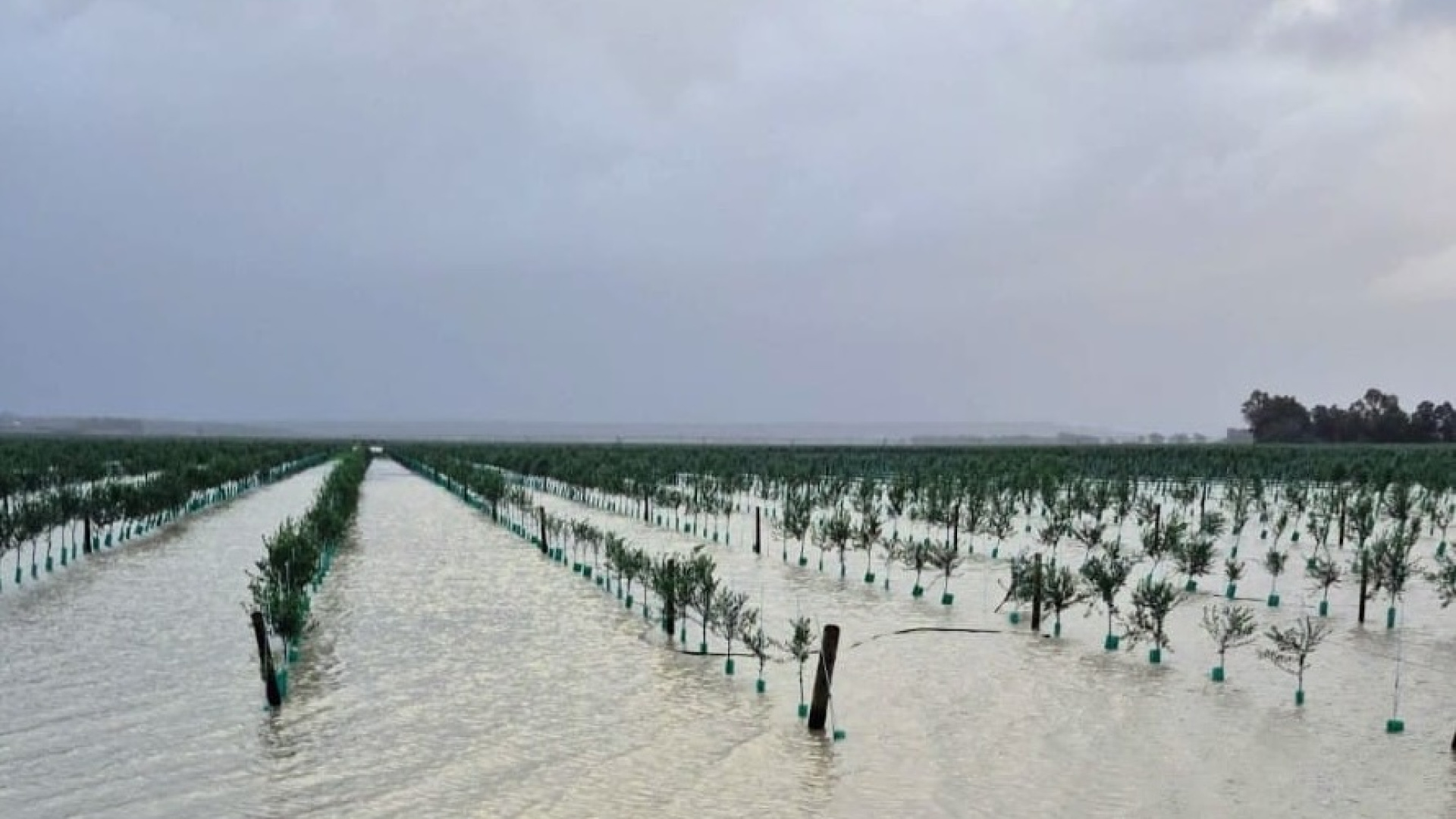 ASAJA desvela las claves para que ningún agricultor de Cádiz se quede sin las ayudas por las borrascas