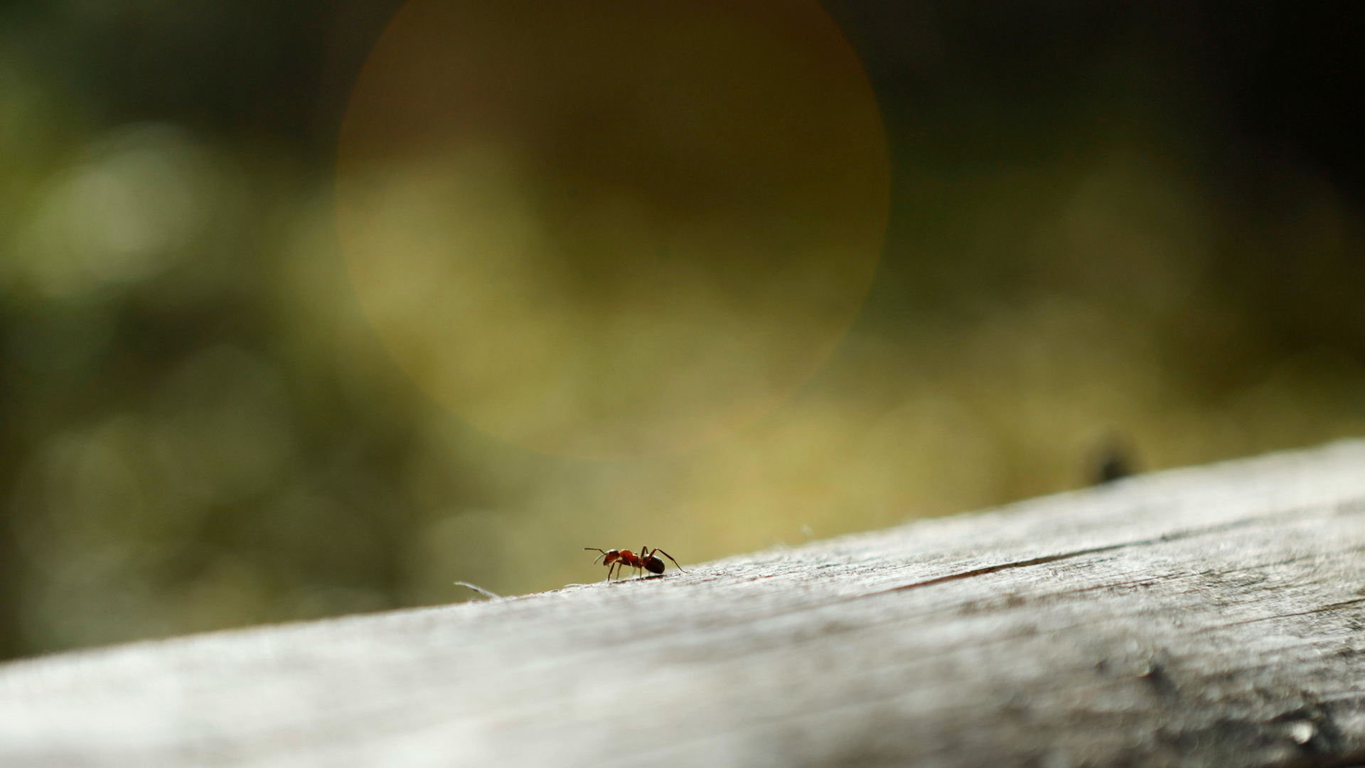 Qué hacer para eliminar las hormigas de manera natural sin utilizar productos químicos