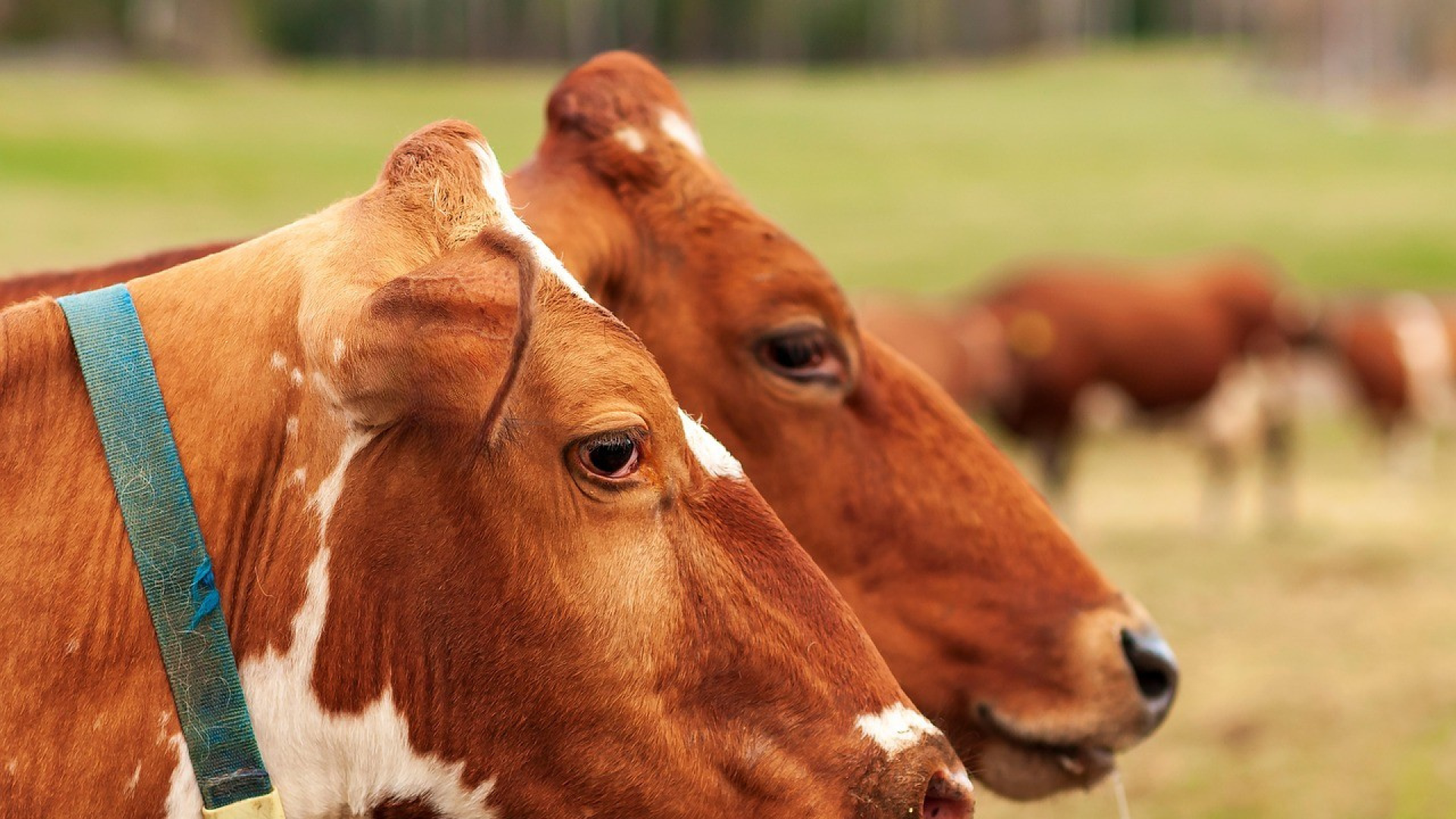 La Unión de Campesinos de Castilla y León (UCCL) urge al Gobierno a actuar ante la 