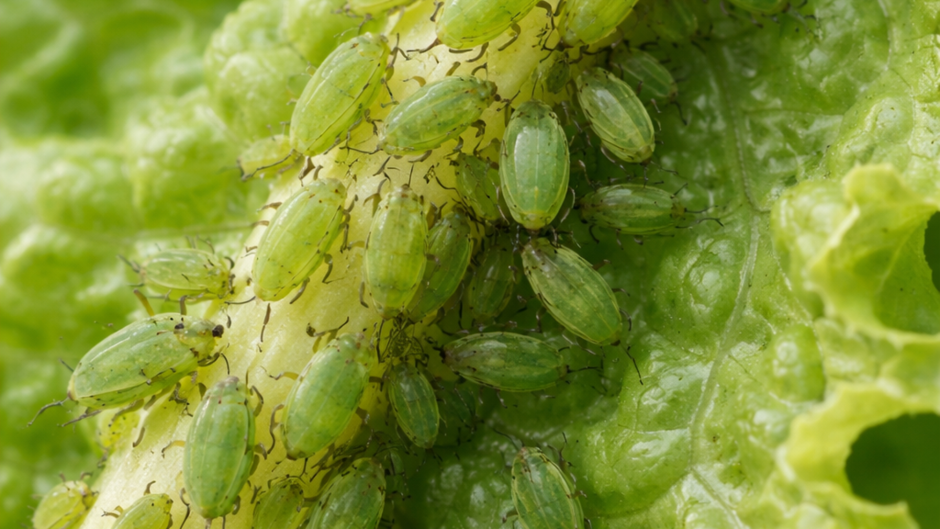 La plaga de pulgón arrasa los cultivos de Lorca y pone en jaque al sector agrícola