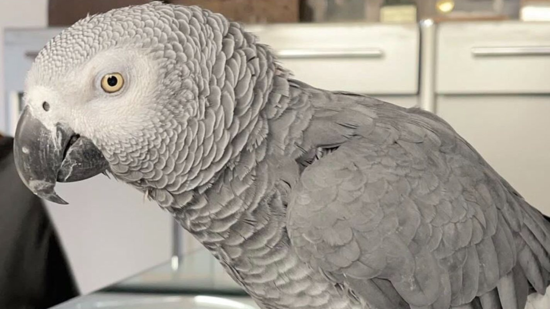 Gorri es el loro de 44 años al que todo el mundo conoce en San Sebastián y vuelve a casa tras pasar unos días en La Rioja: 