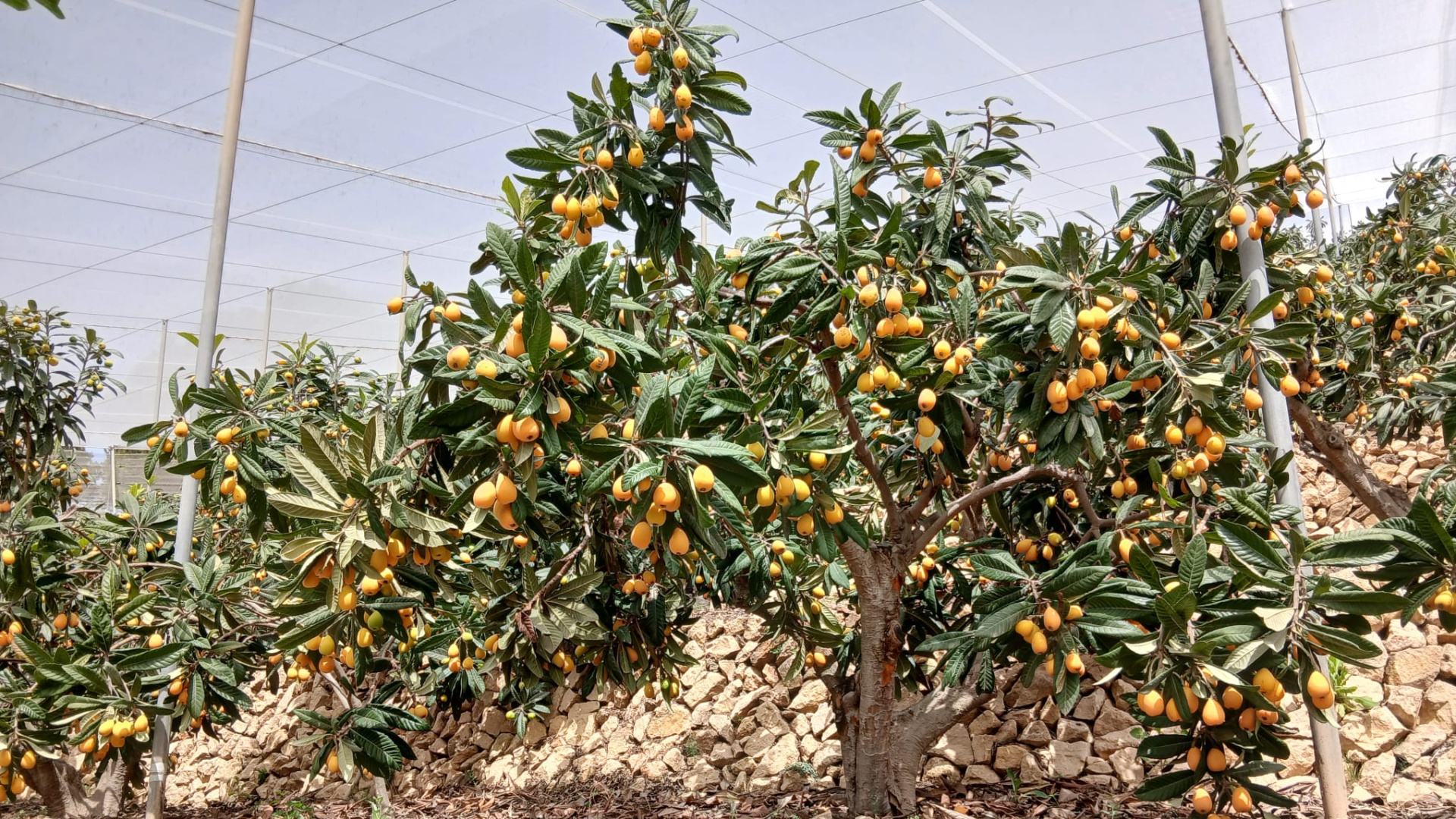 Buenas cosechas, malos números: el dilema del níspero alicantino