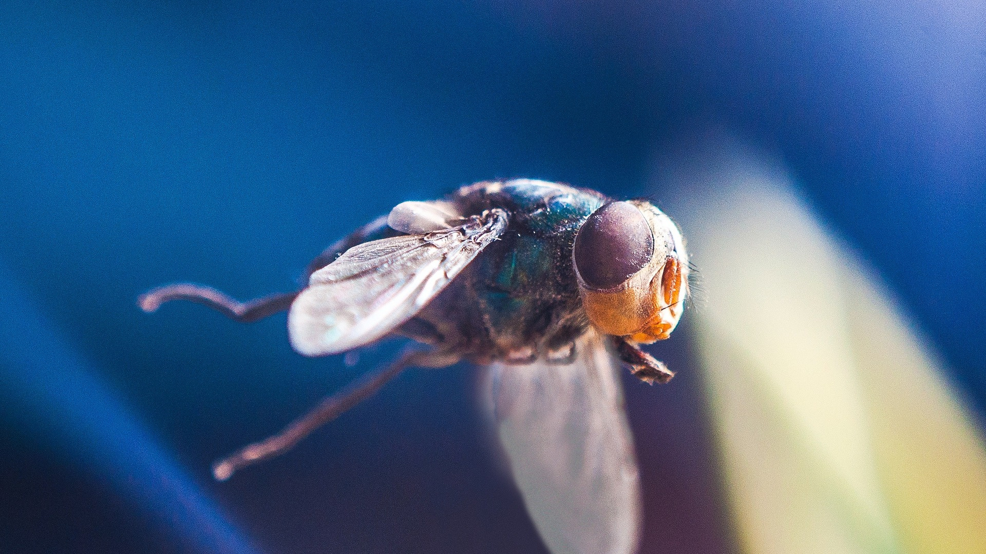 Sergio Parra desvela el misterio de la biodiversidad: de las moscas en casa a la cuna de los idiomas