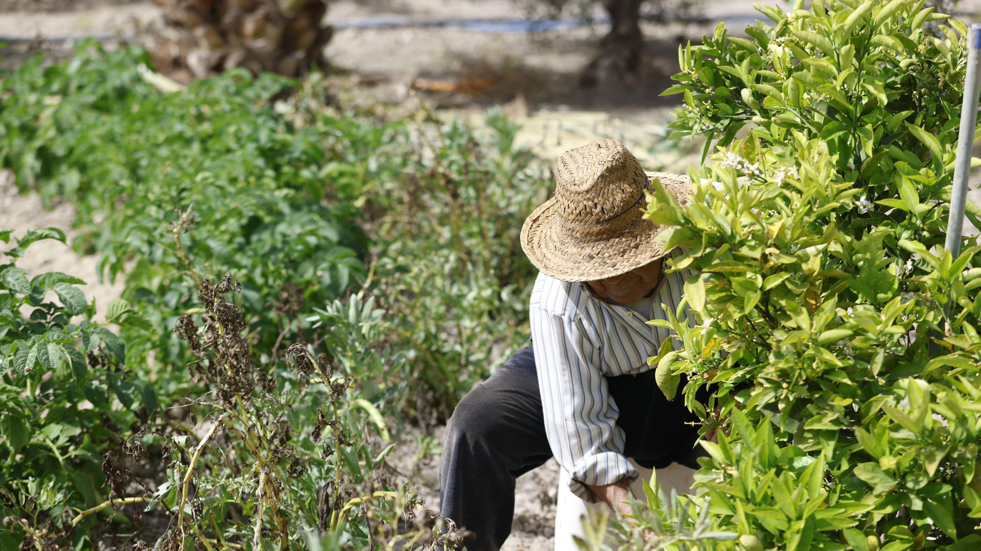 Luis Miguel, agricultor 