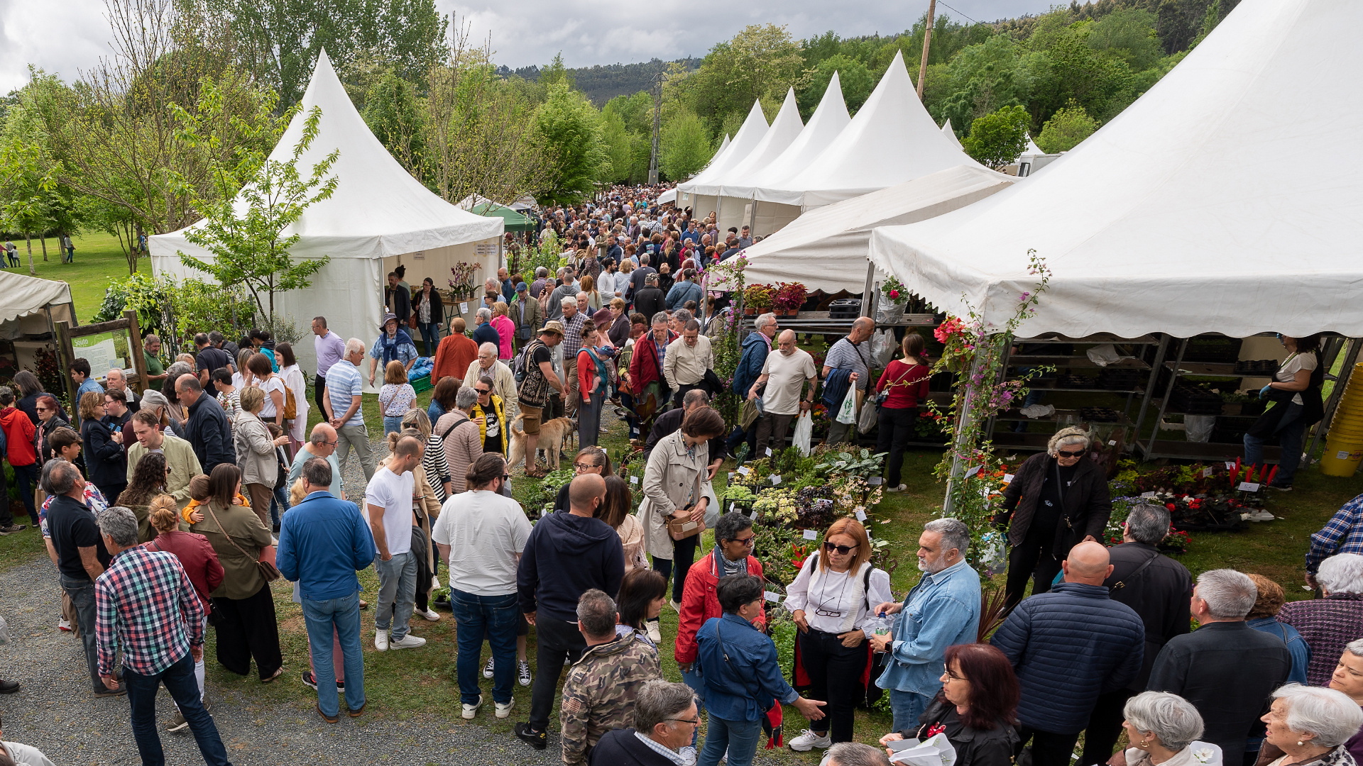 La 'Feira da Plantación' de San Sadurniño bate récord: 102 puestos inscritos para su XXIX edición