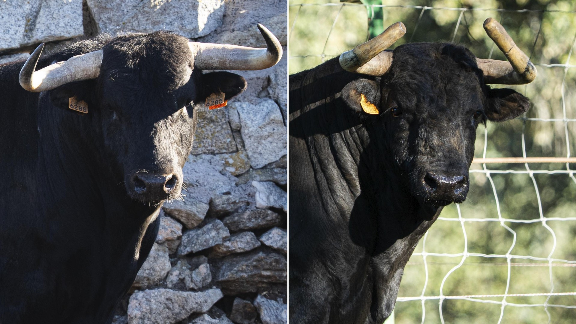 Sao Torcato y El Retamar, duelo de encastes este domingo en Valdilecha