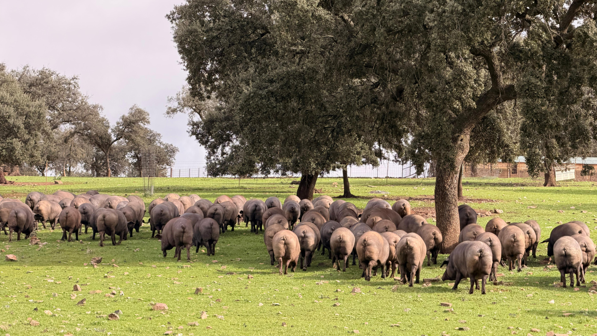 El cerdo ibérico vive una montanera de récord a pesar de las lluvias y con la demanda disparada