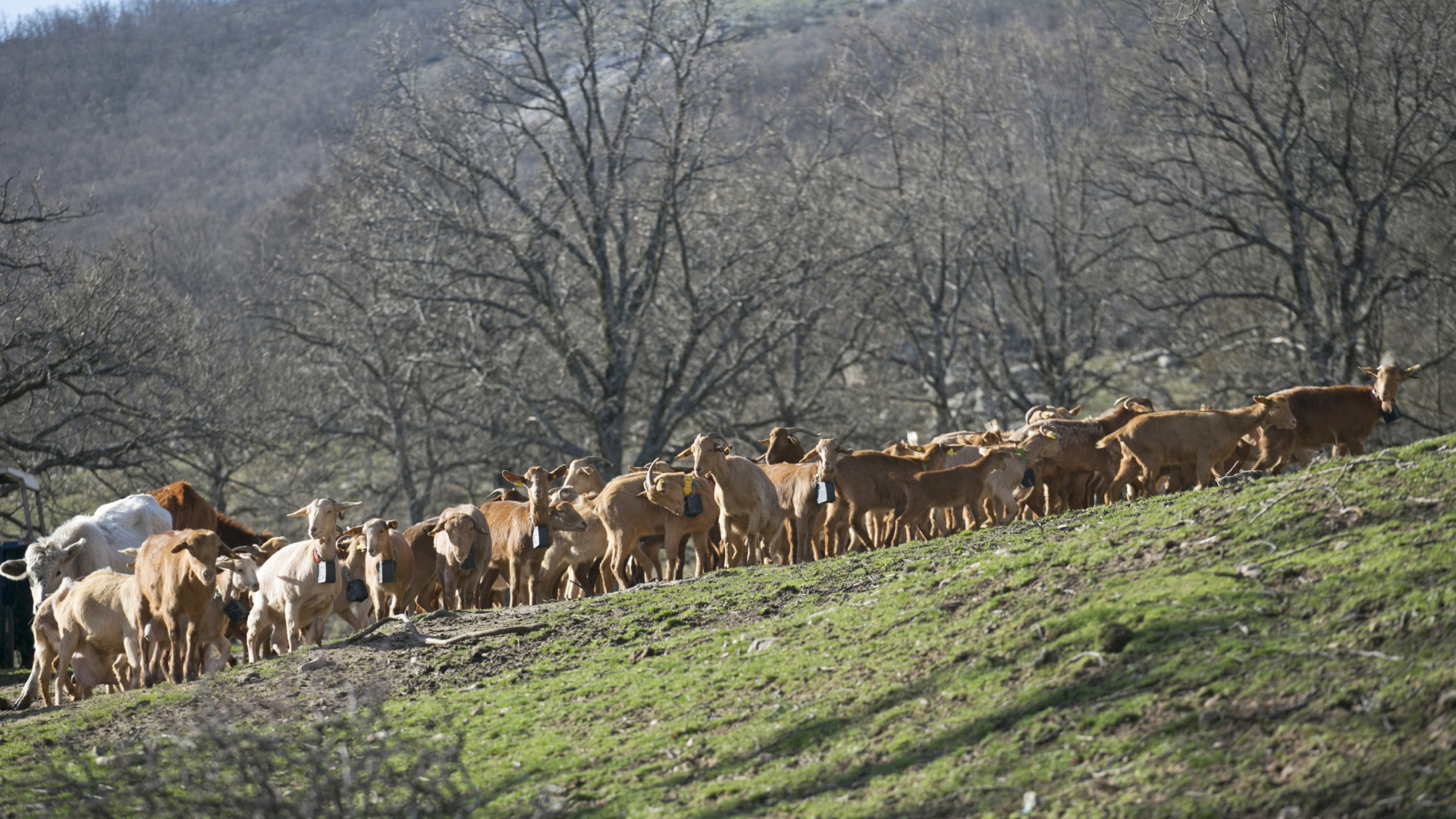 Sonia Mayor, la pastora de Gran Canaria que apaga fuegos con su rebaño