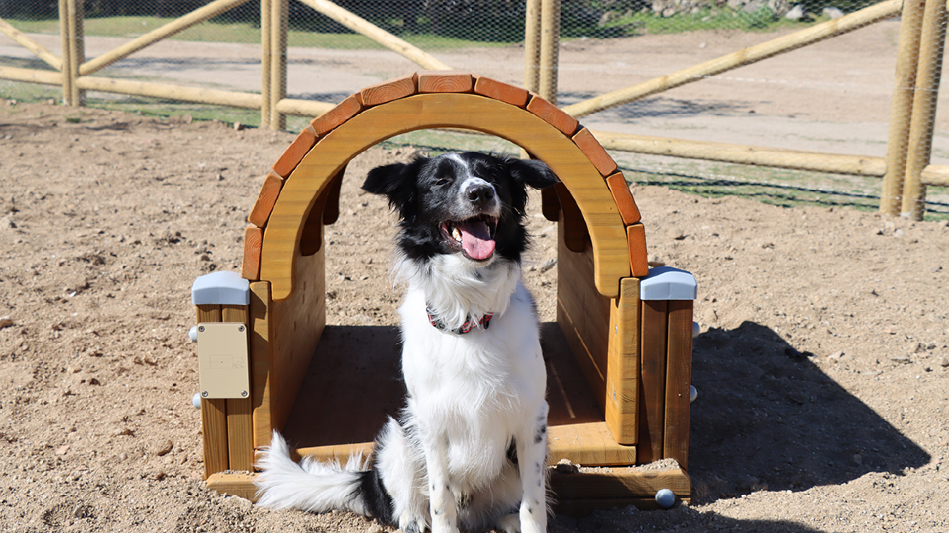 Galapagar renueva el circuito agility para perros en el Parque de El Toril
