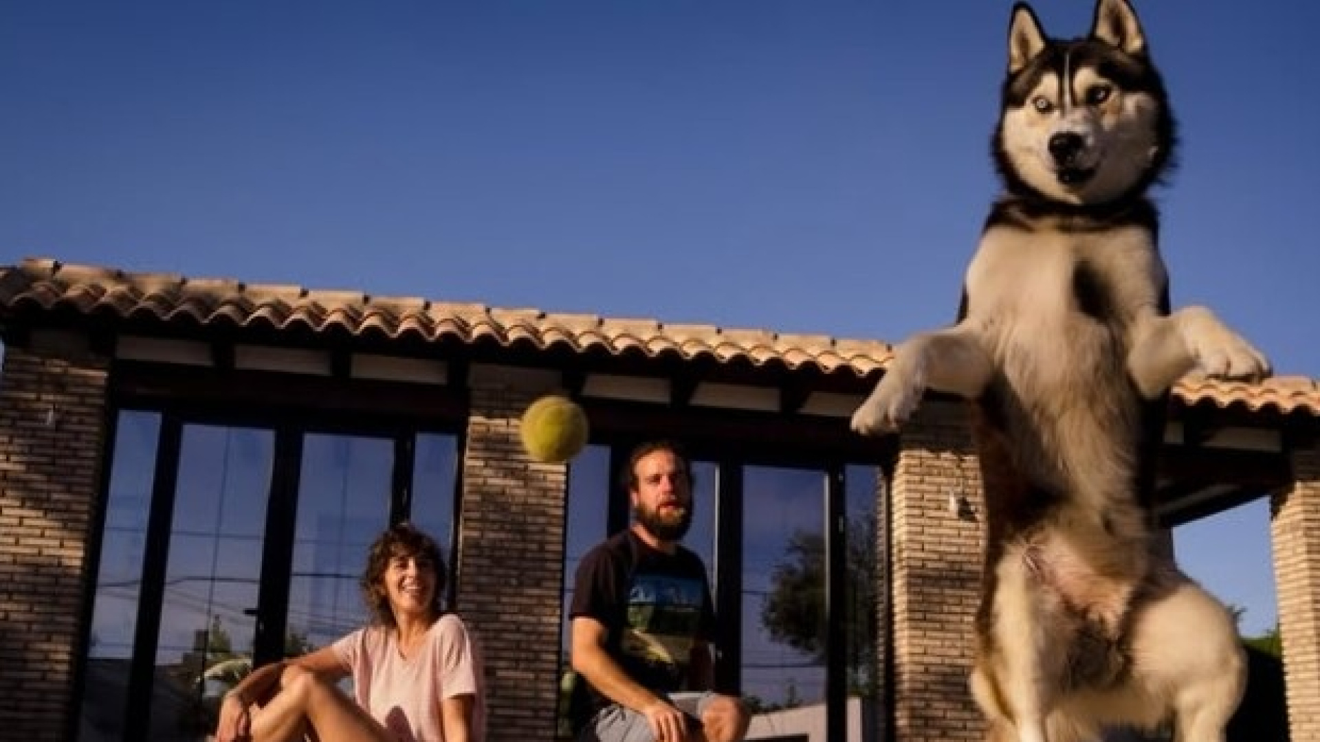 Veinte días sin Sur: la incansable lucha de una familia por encontrar a su husky perdido