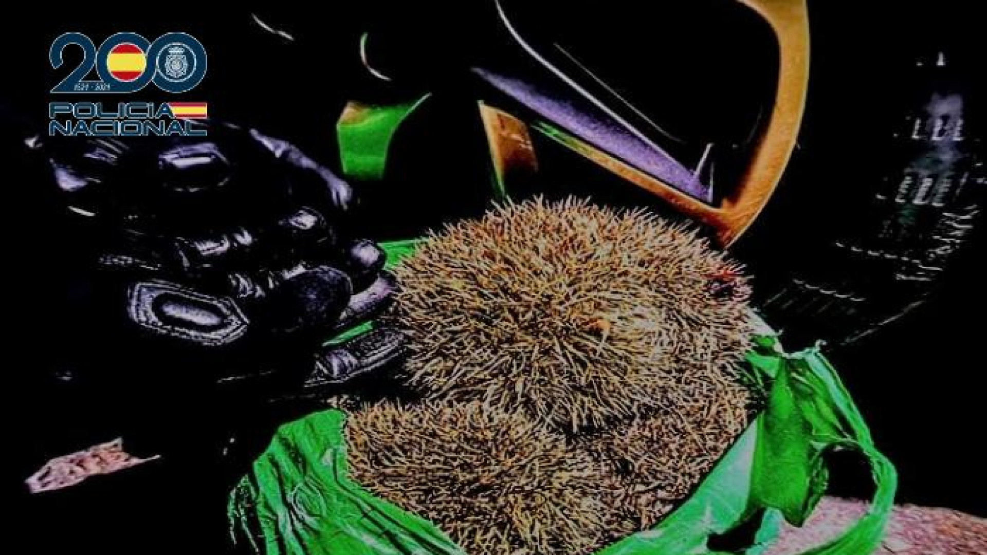 Caza ilegal en Ciudad Real: lo que encontraron entre los matorrales te va a sorprender