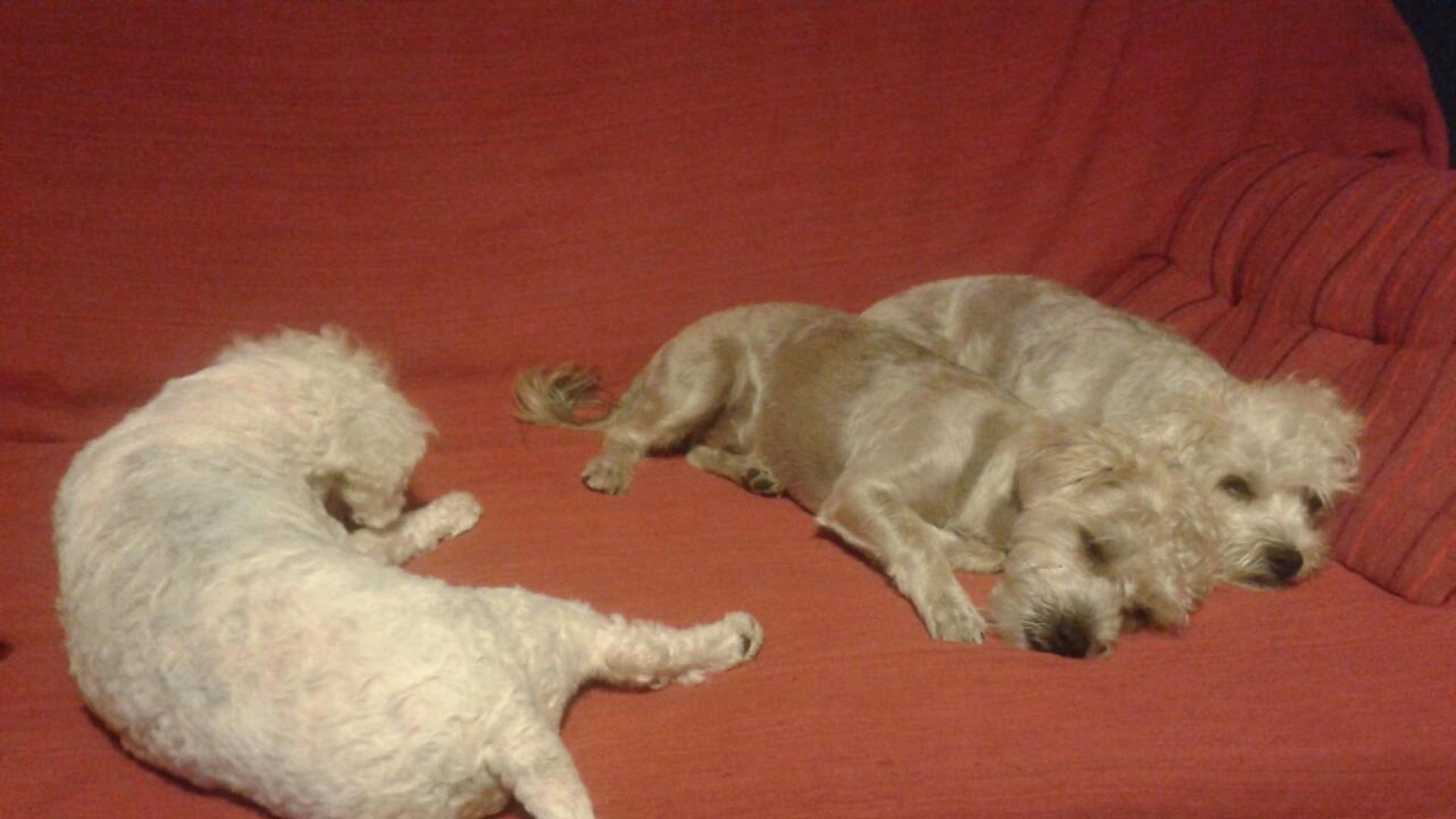 Los caseros de Alicante lo tienen claro: prefieren fumadores a mascotas en pisos compartidos