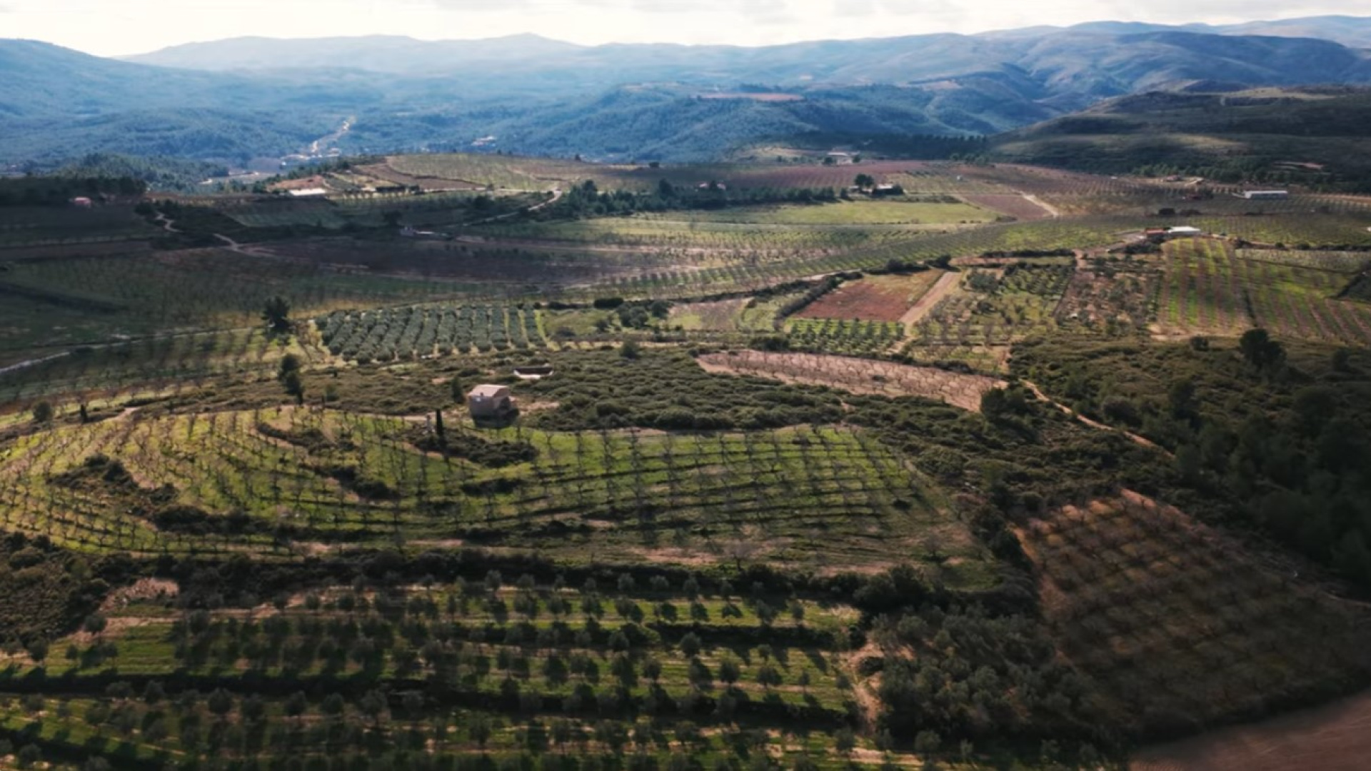 La agricultura renace para crear un escudo contra los grandes incendios en el Alto Palancia