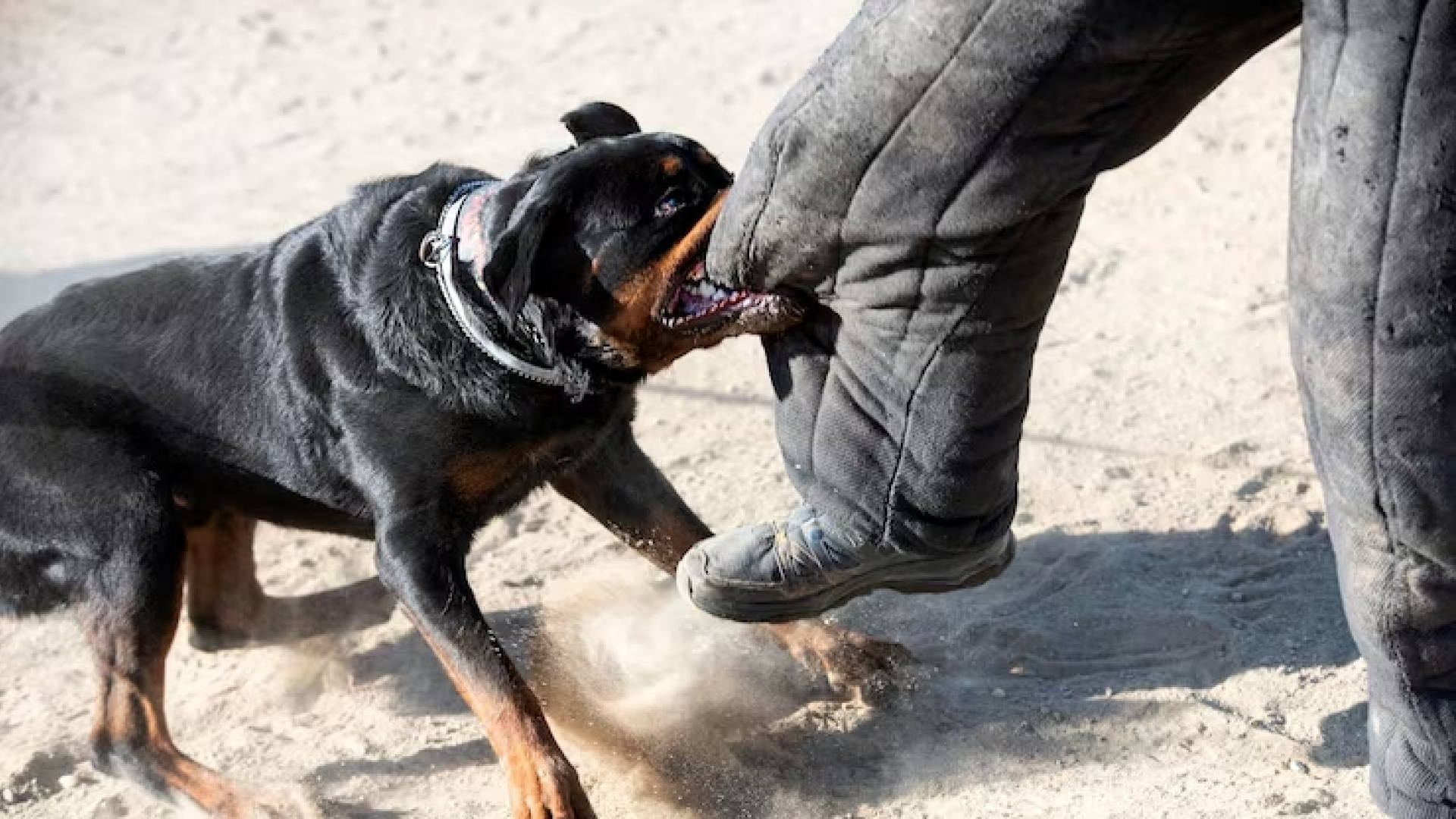 Ni correr ni mirarle a los ojos: un experto te dice cómo debes actuar si te ataca un perro