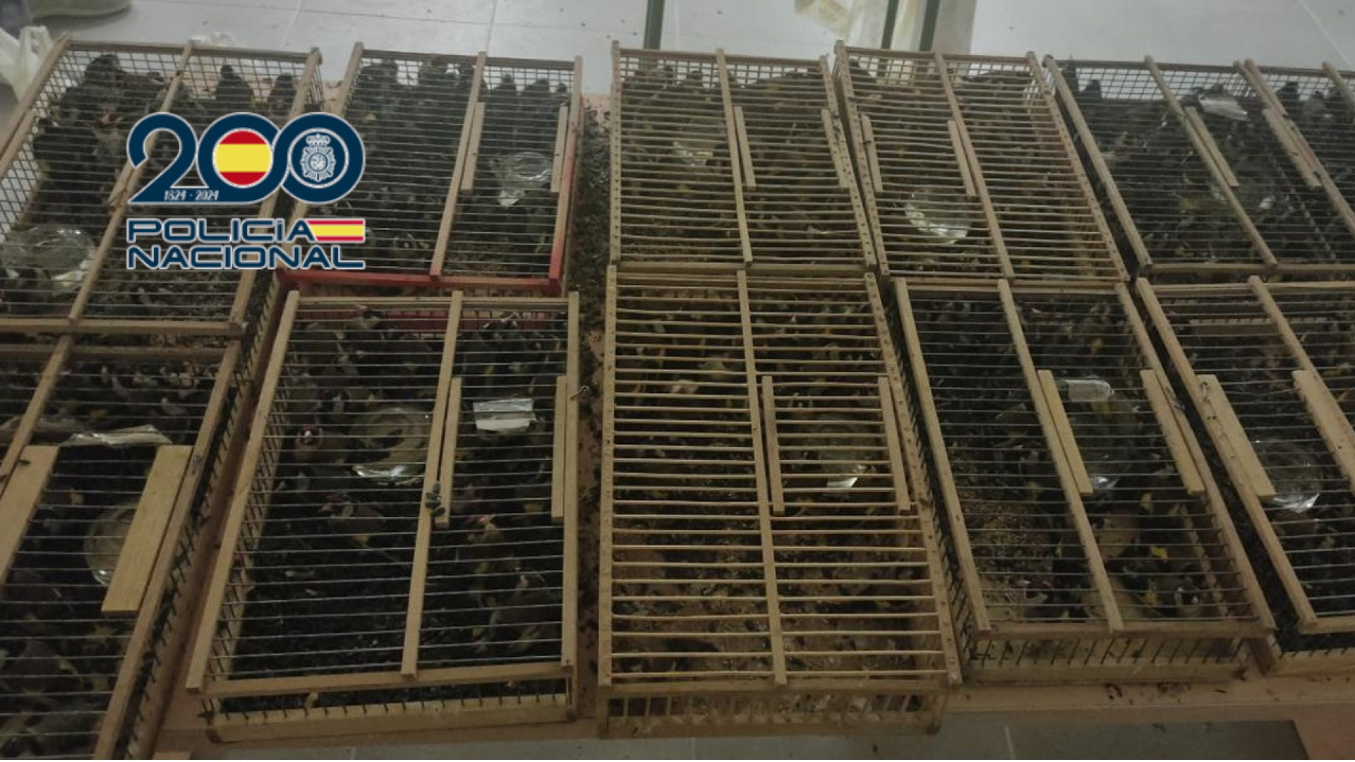 Interceptan 400 jilgueros capturados en Lorca que iban a ser vendidos ilegalmente en Francia