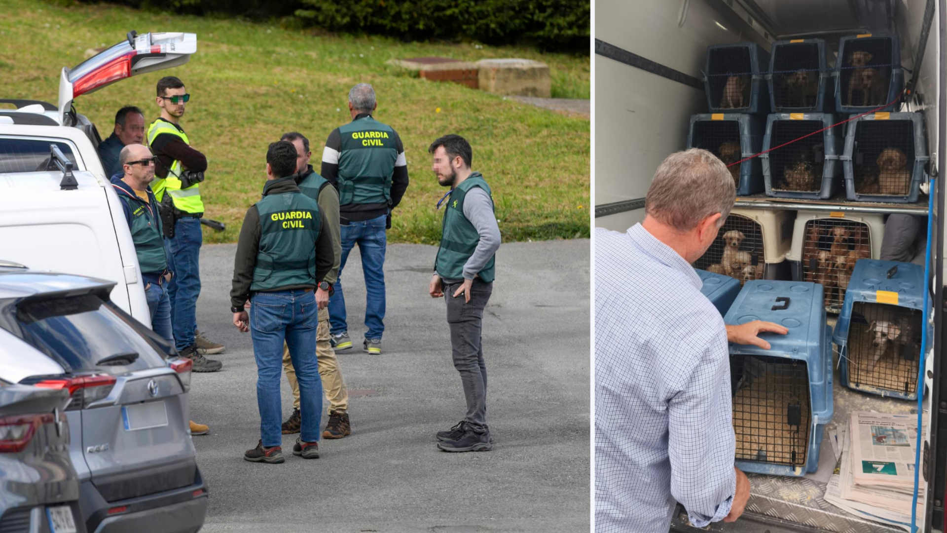 La Guardia Civil libera a 300 perros de un criadero de Gijón al que investiga: los animales han sido hallados con problemas en ojos, hernias y tumores