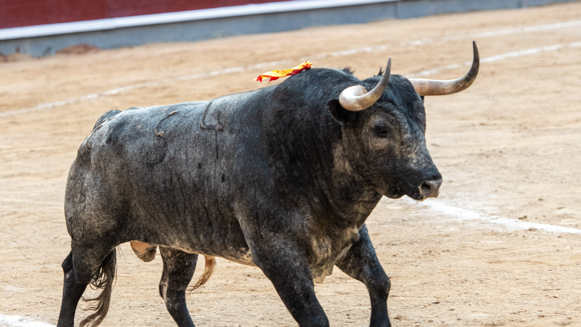 La Feria de San Isidro 2026 cuelga con La Quinta su séptimo 'No hay billetes'