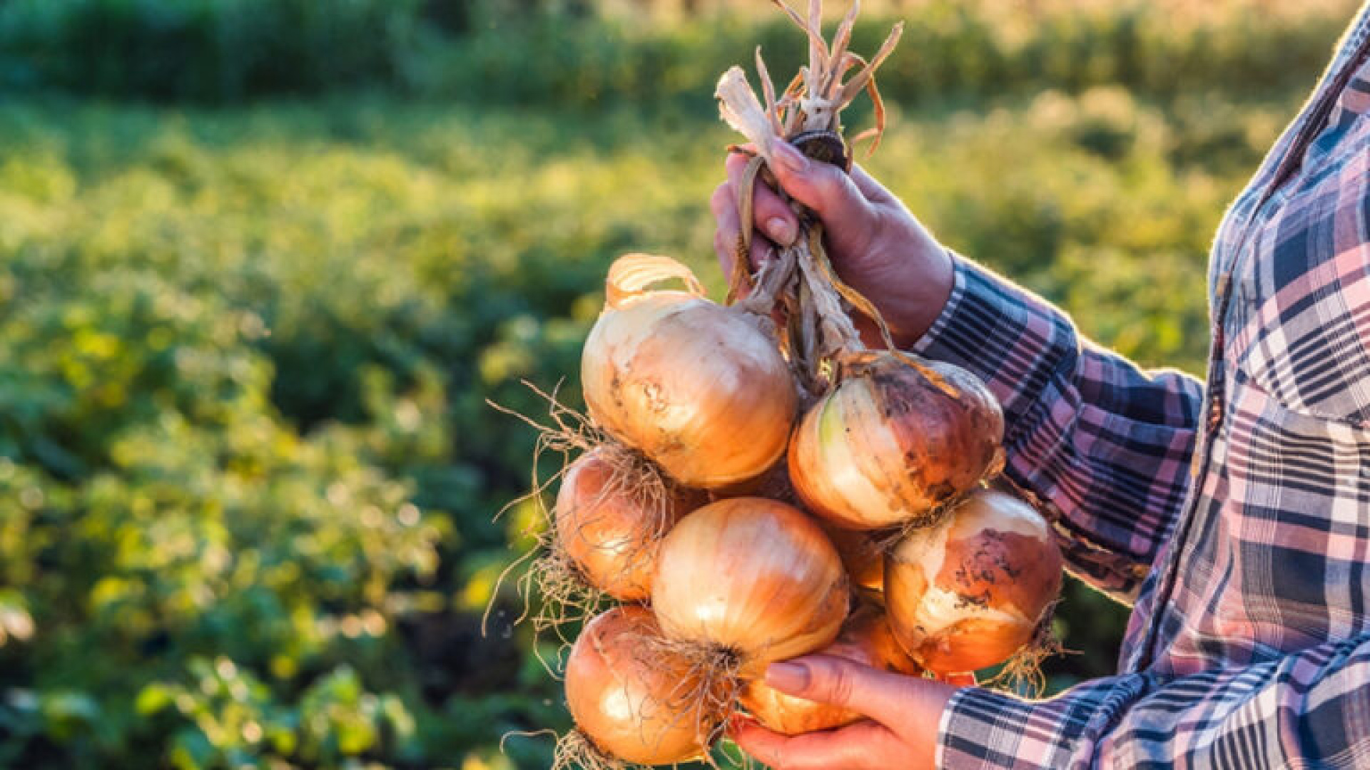 La cebolla se postula como nueva opción para del campo alavés