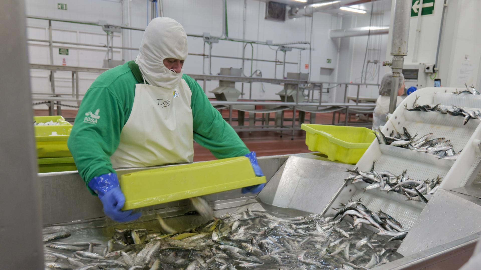 El pescado vasco se reinventa: los productos de Kofradia Basque Seafood llegarán al mercado en mayo