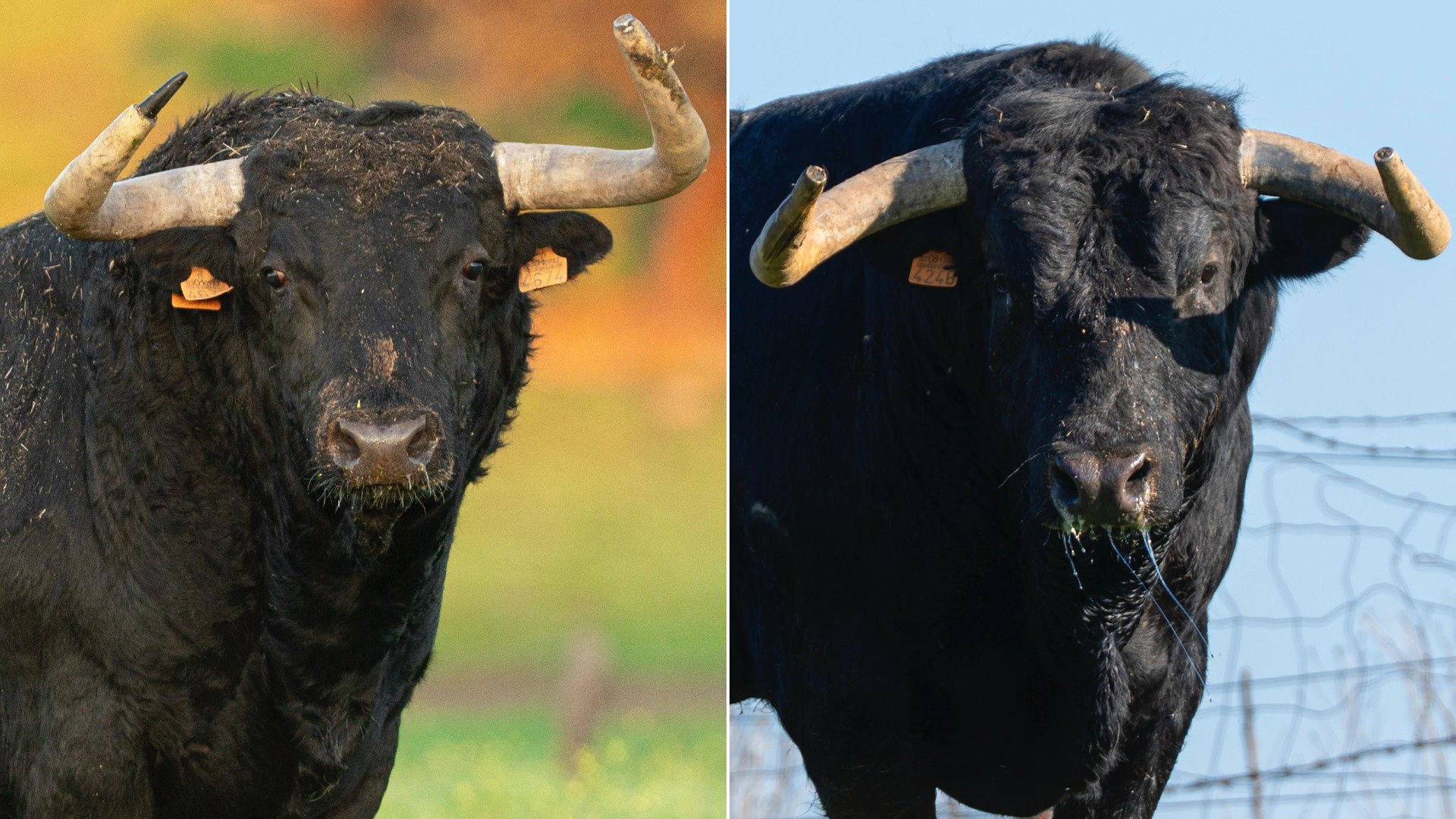 Martín Lorca y María Gascón, duelo de encastes este sábado en Colmenar de Oreja