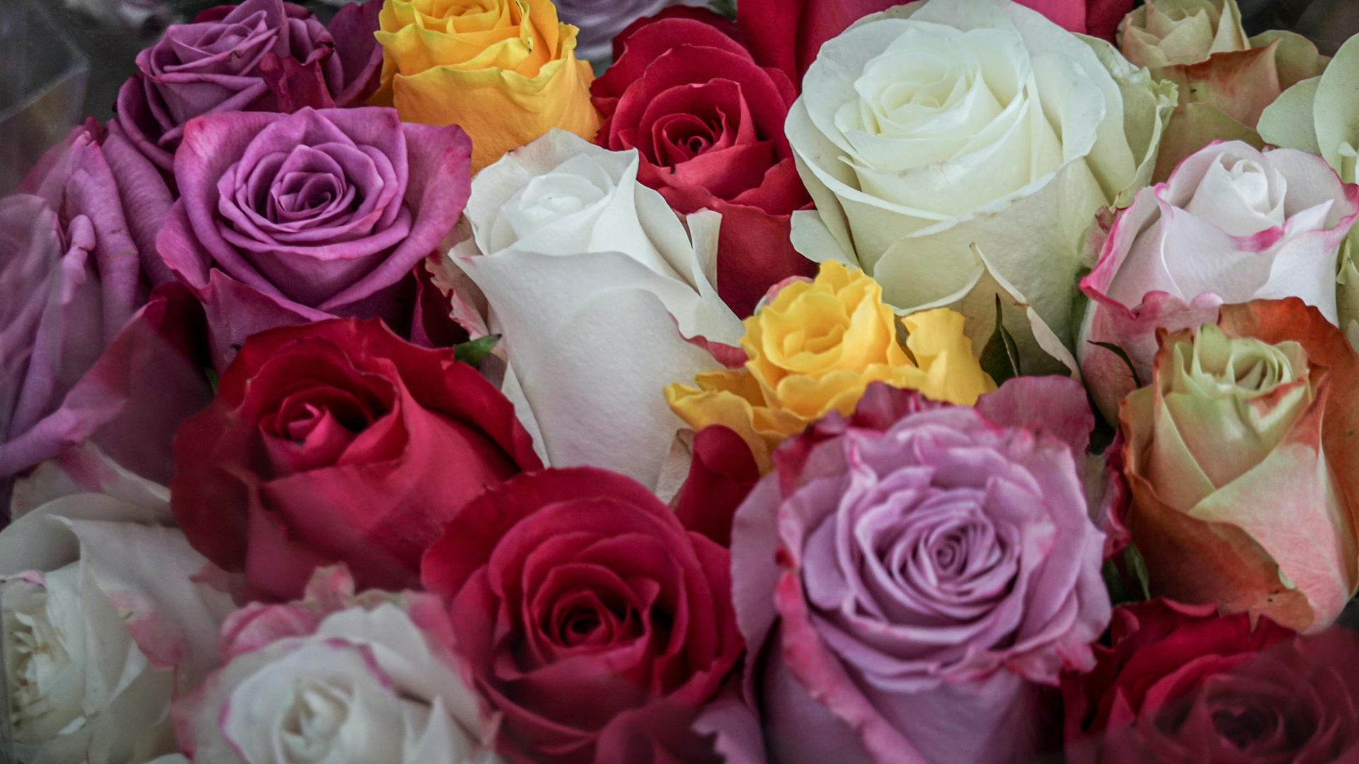 El significado de los colores de las rosas en Sant Jordi: cómo elegir el mensaje perfecto