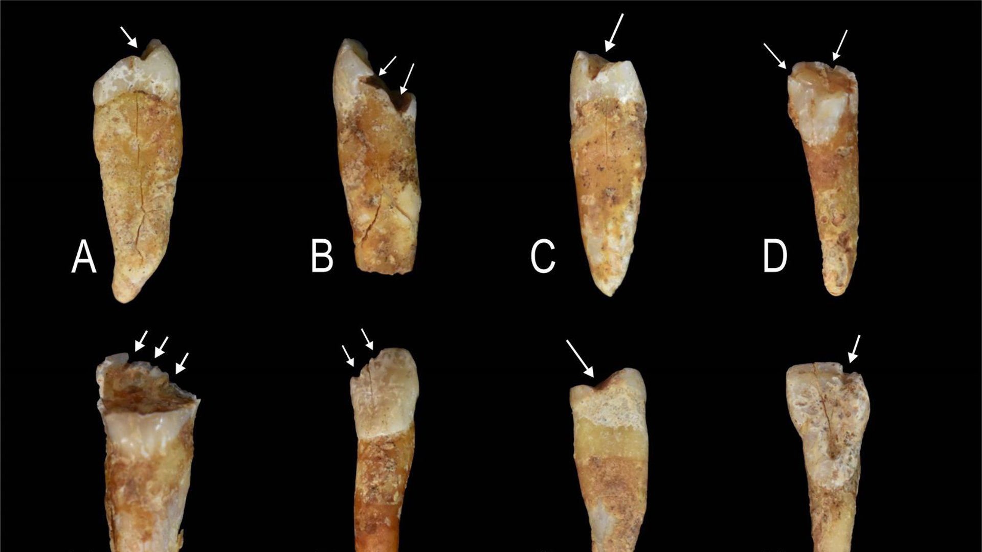 Los dientes de las mujeres prehistóricas desvelan su oficio milenario