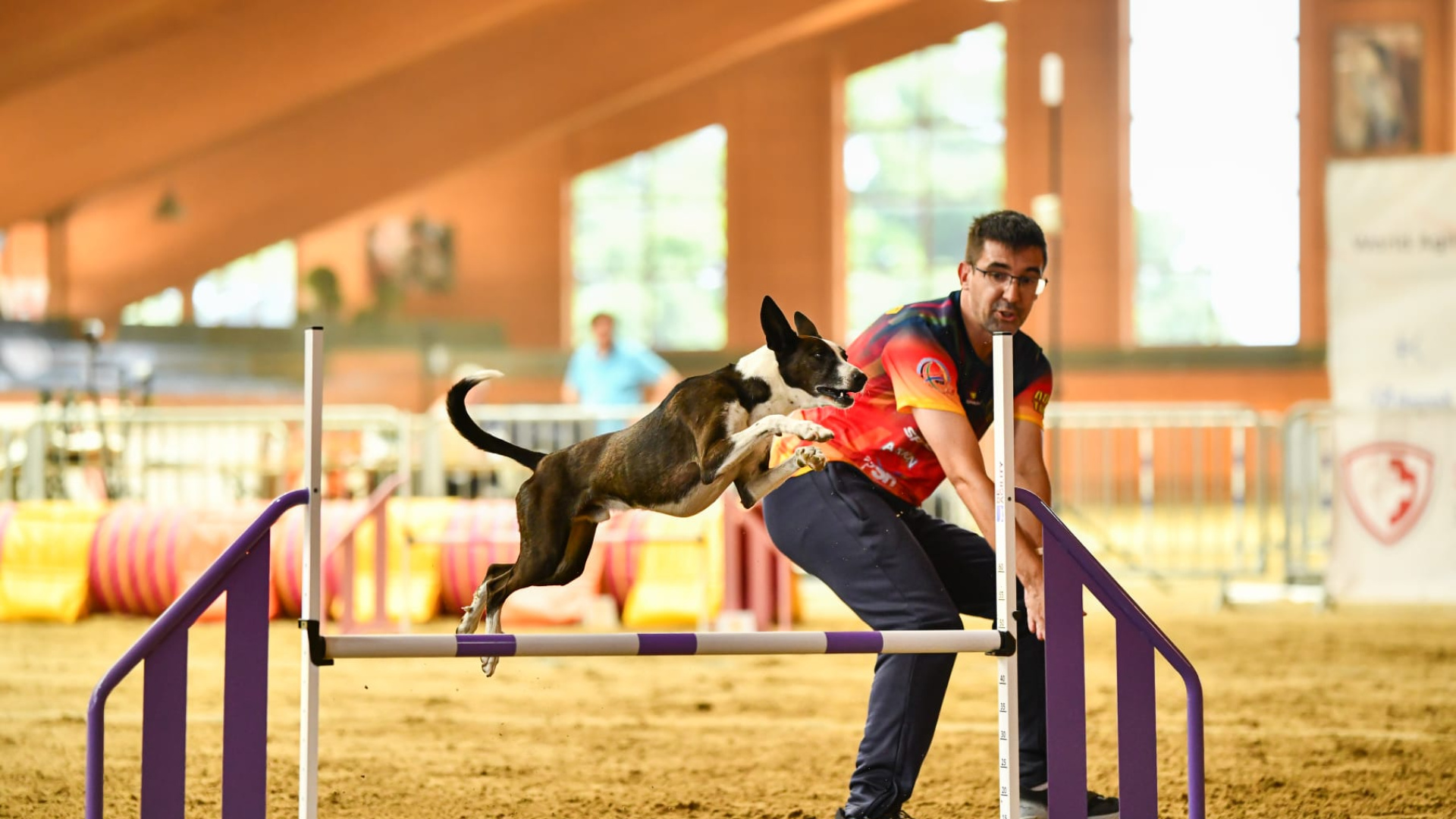 Los perros más ágiles del mundo competirán en Godella en el Mundial de 2026: 