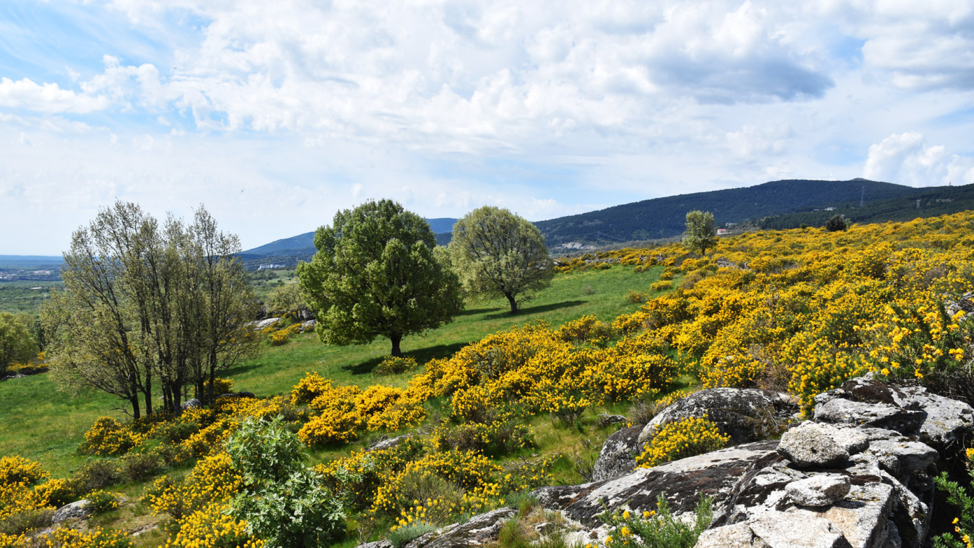 La floración del cambroño tiñe de amarillo el paisaje de Los Molinos un año más y lo celebra con un festival cargado de actividades