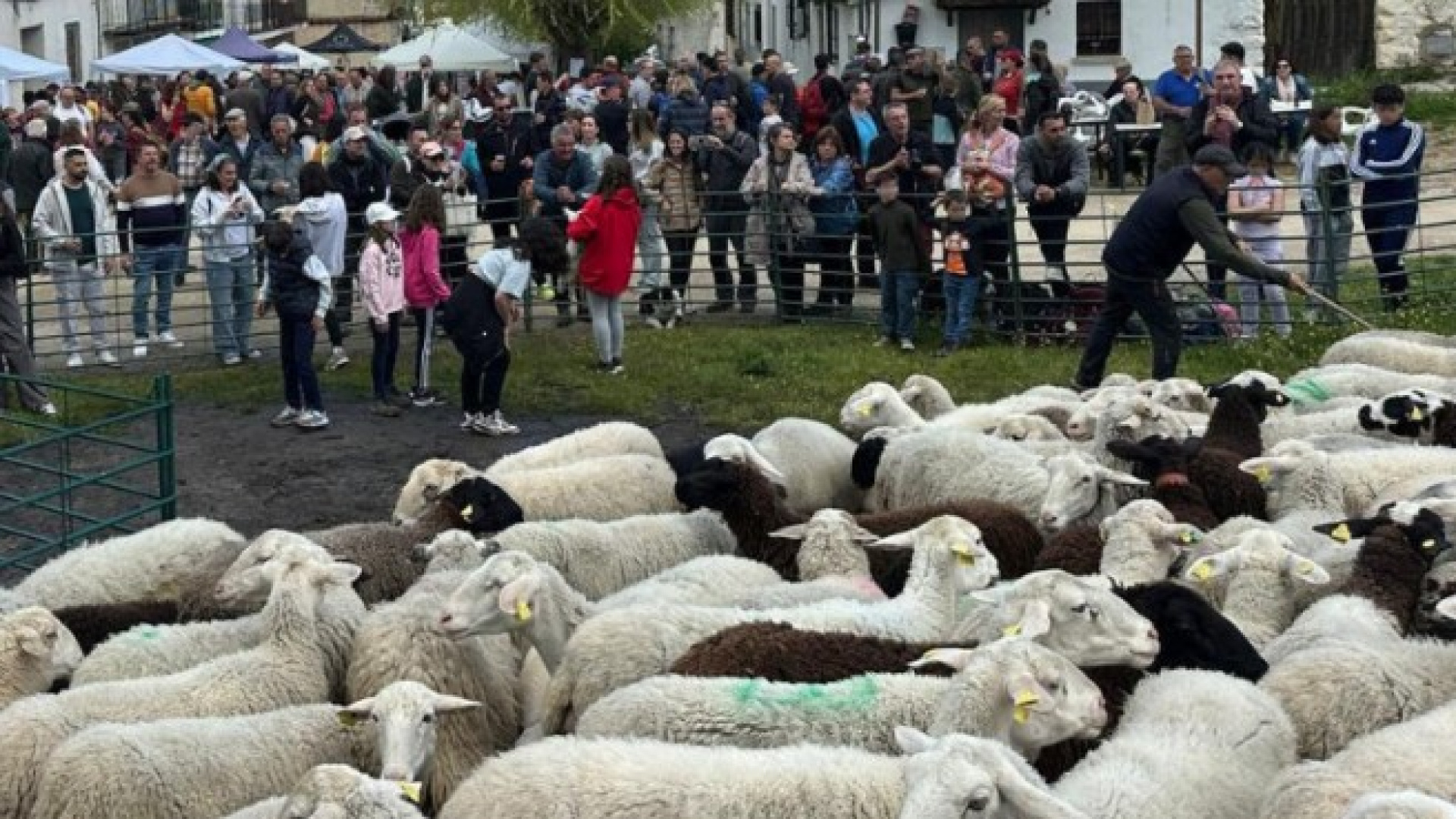 El lamento de los últimos pastores: 