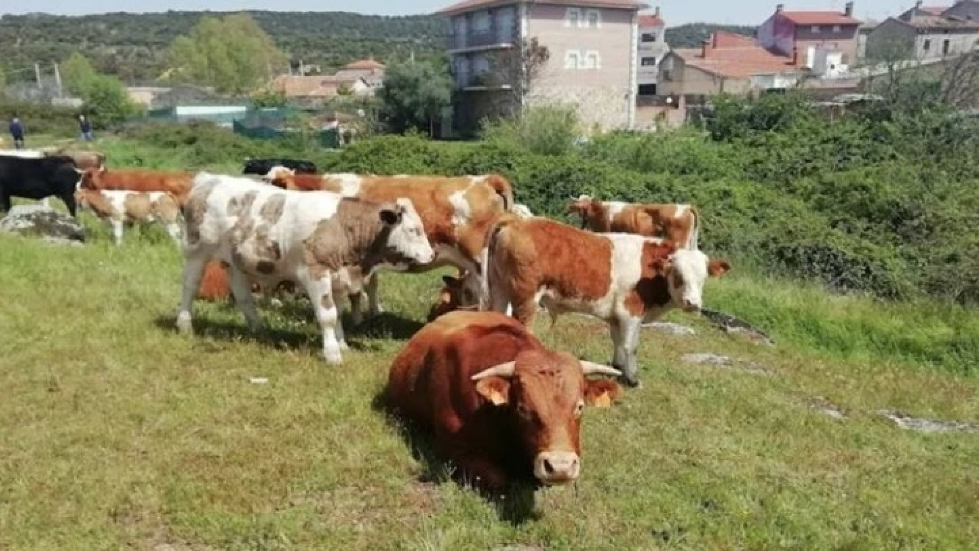 Pelaustán reivindica su orgullo ganadero: un viaje al origen del campo