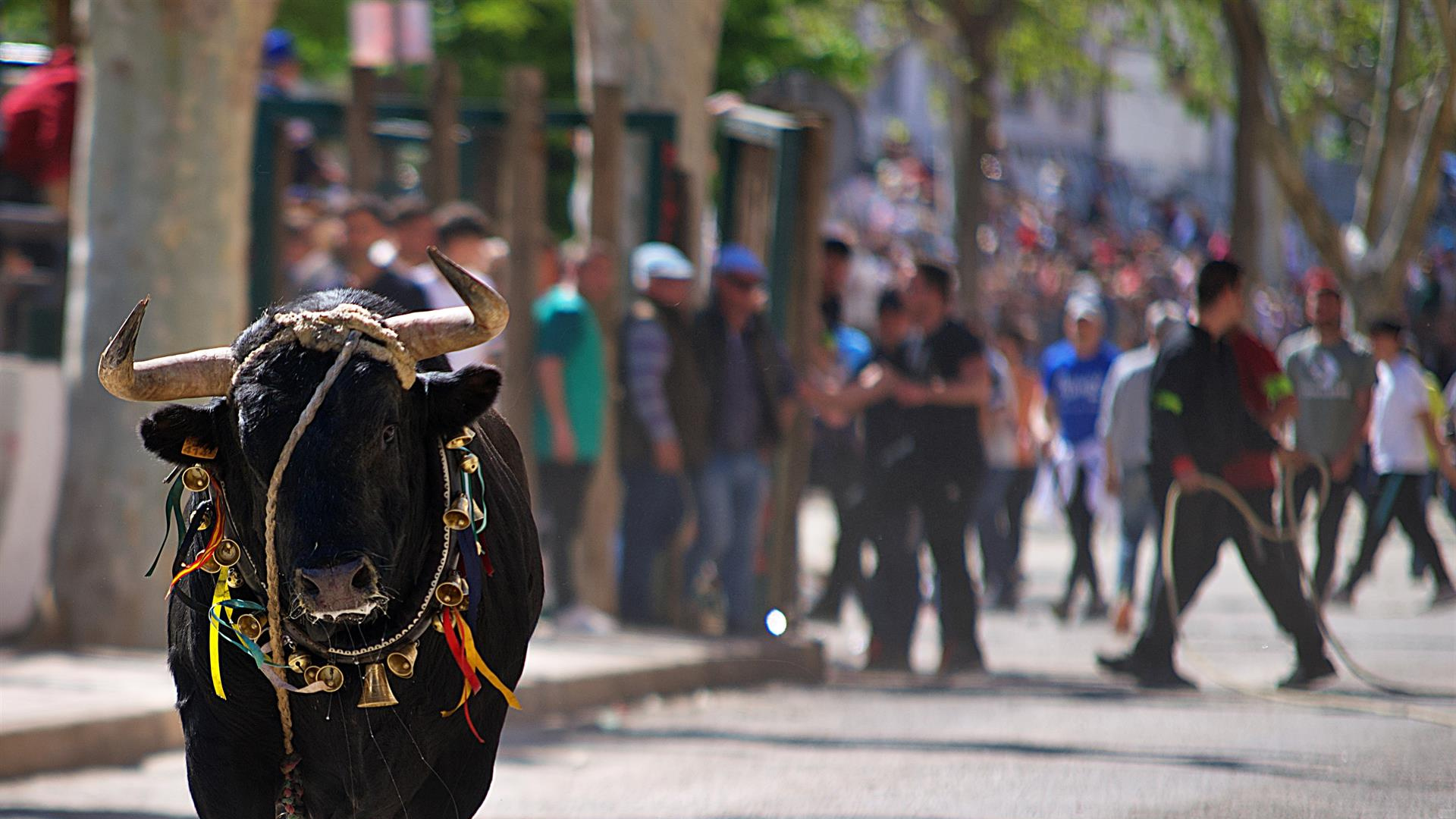 Muere un participante tras ser corneado en el desencajonamiento de los 