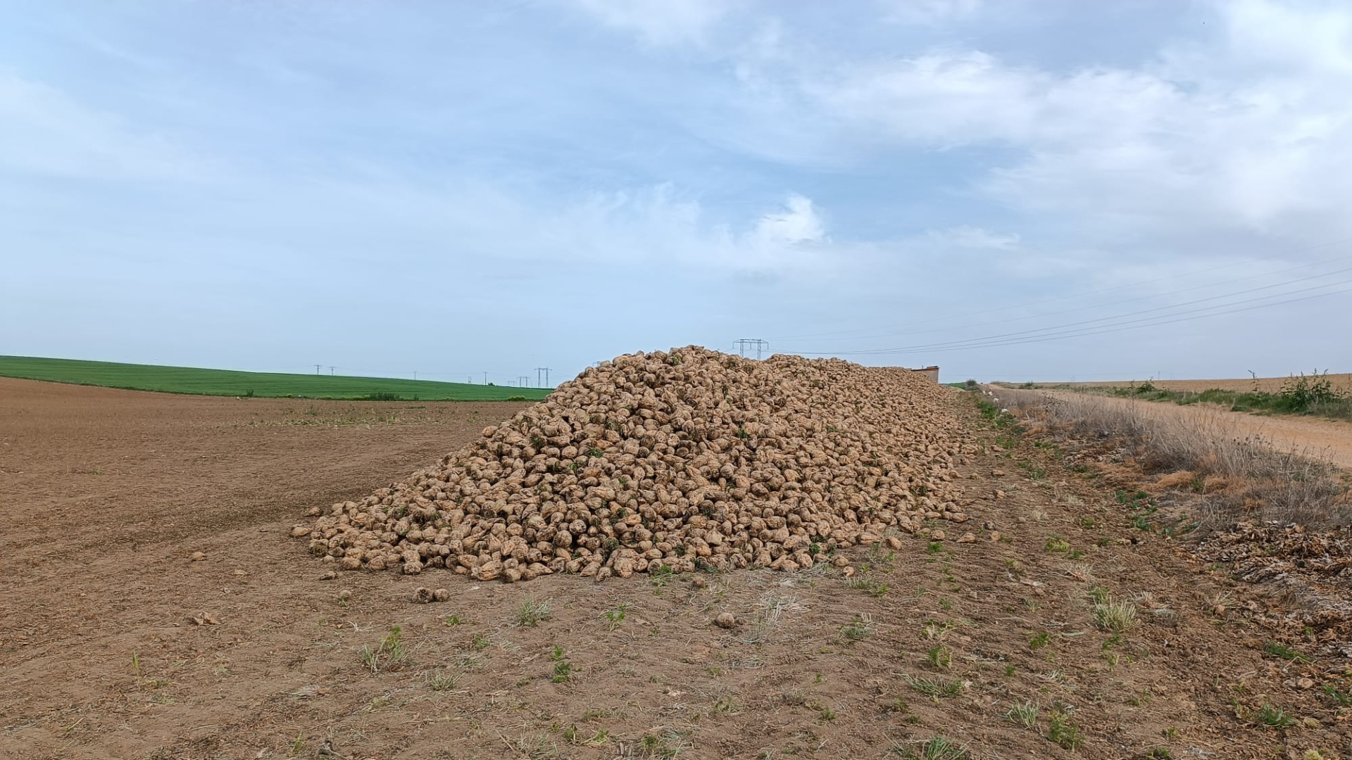 De una cosecha de remolacha con pérdidas a impedirle sembrar: el enfado de un agricultor en Castilla y León