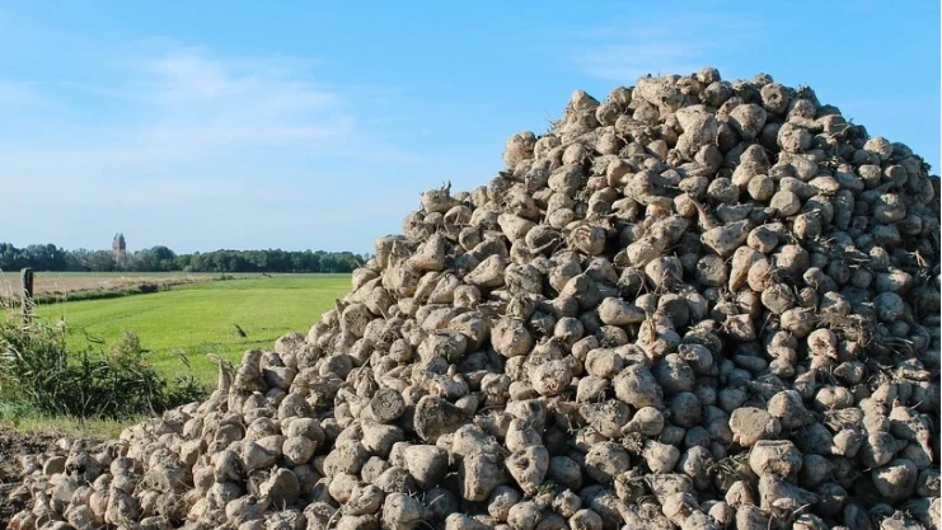 El campo se amarga: la crisis del azúcar pone en jaque a los agricultores de remolacha de Castilla y León